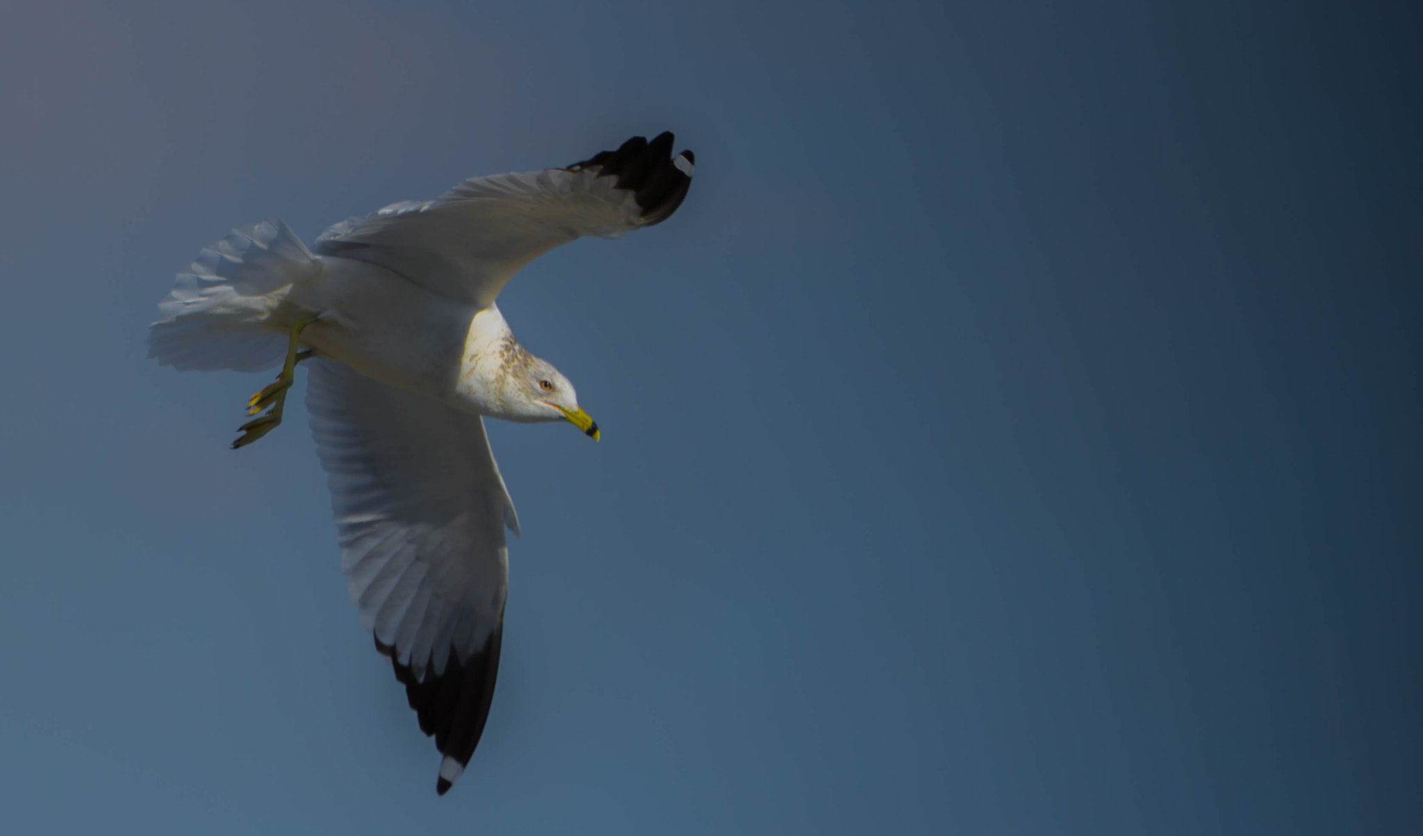 Sony a6000 sample photo. Out shooting birds photography