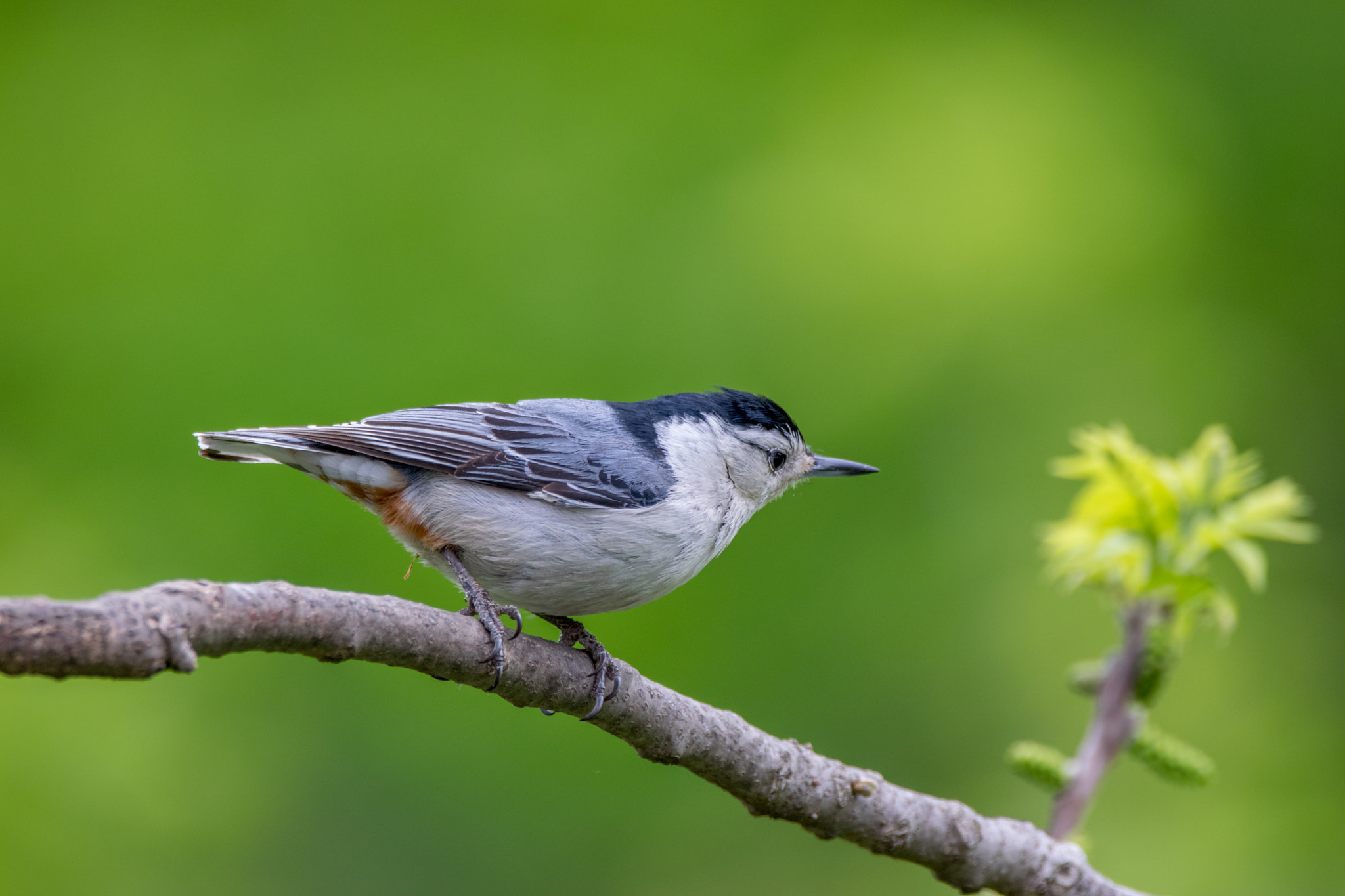 Sigma 150-600mm F5-6.3 DG OS HSM | C sample photo. Birds photography