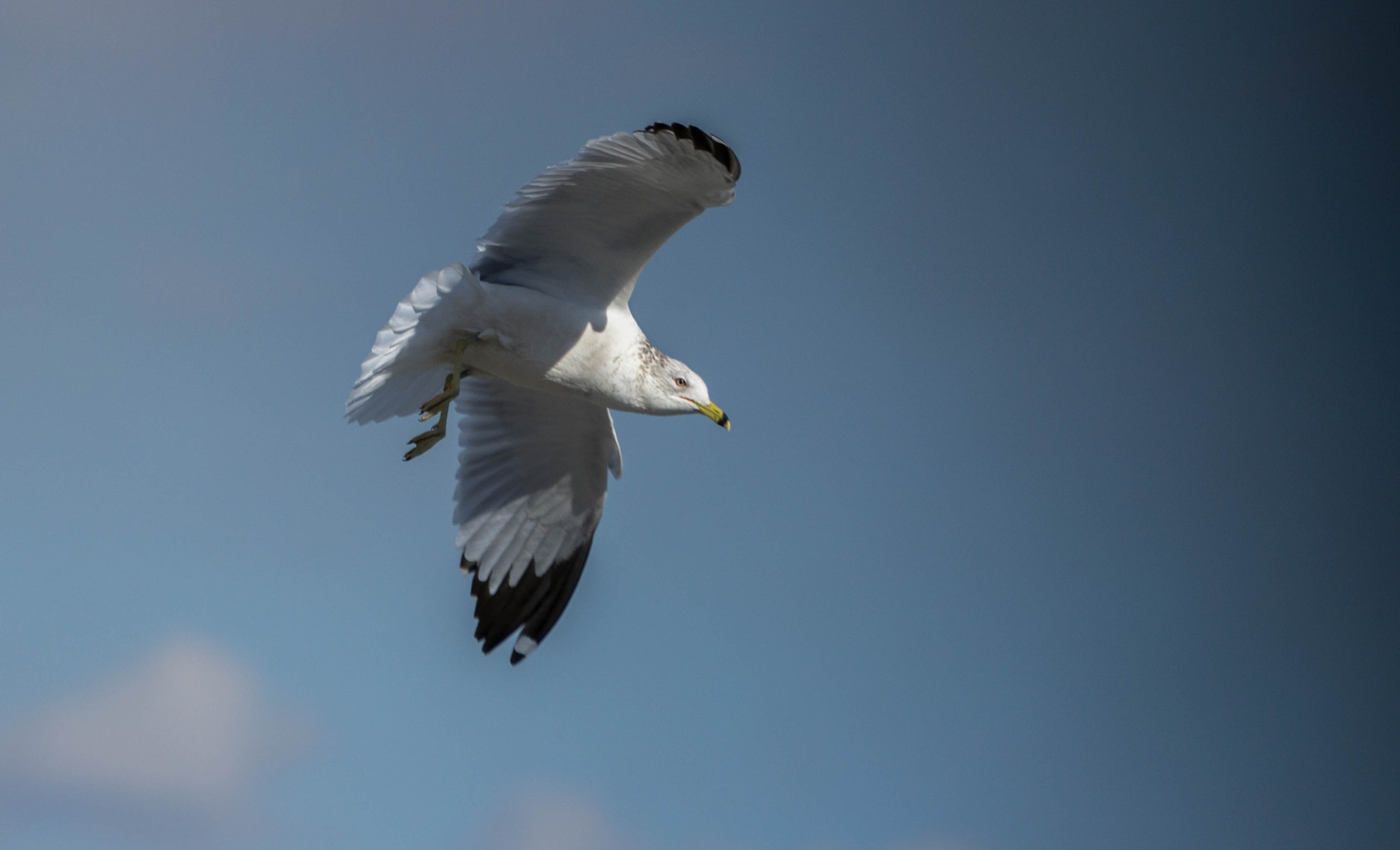 Sony a6000 sample photo. Out shooting birds photography