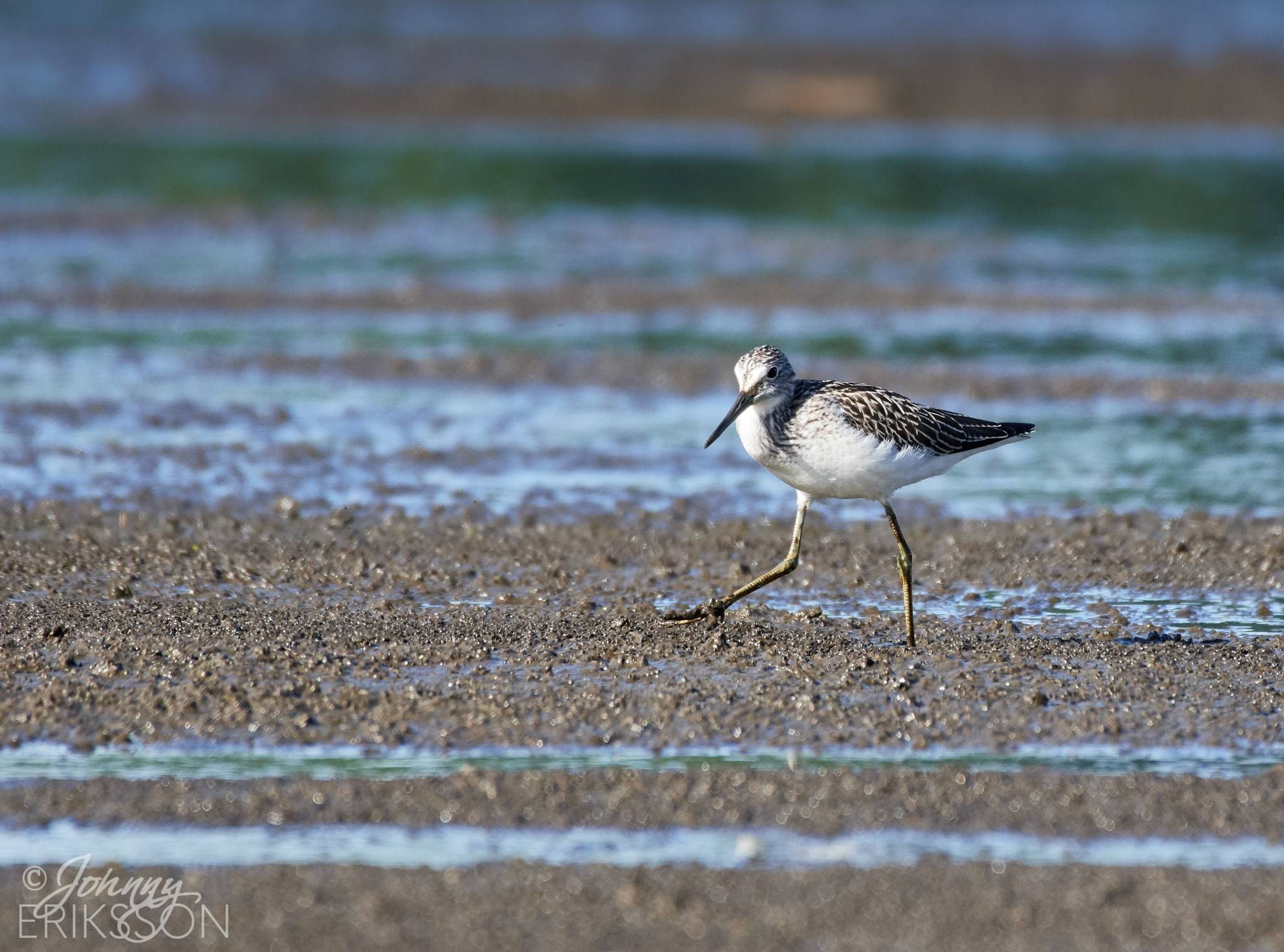 Nikon AF-S Nikkor 200-500mm F5.6E ED VR sample photo. A juvenile common greenshank (tringa nebularia). searching for food photography