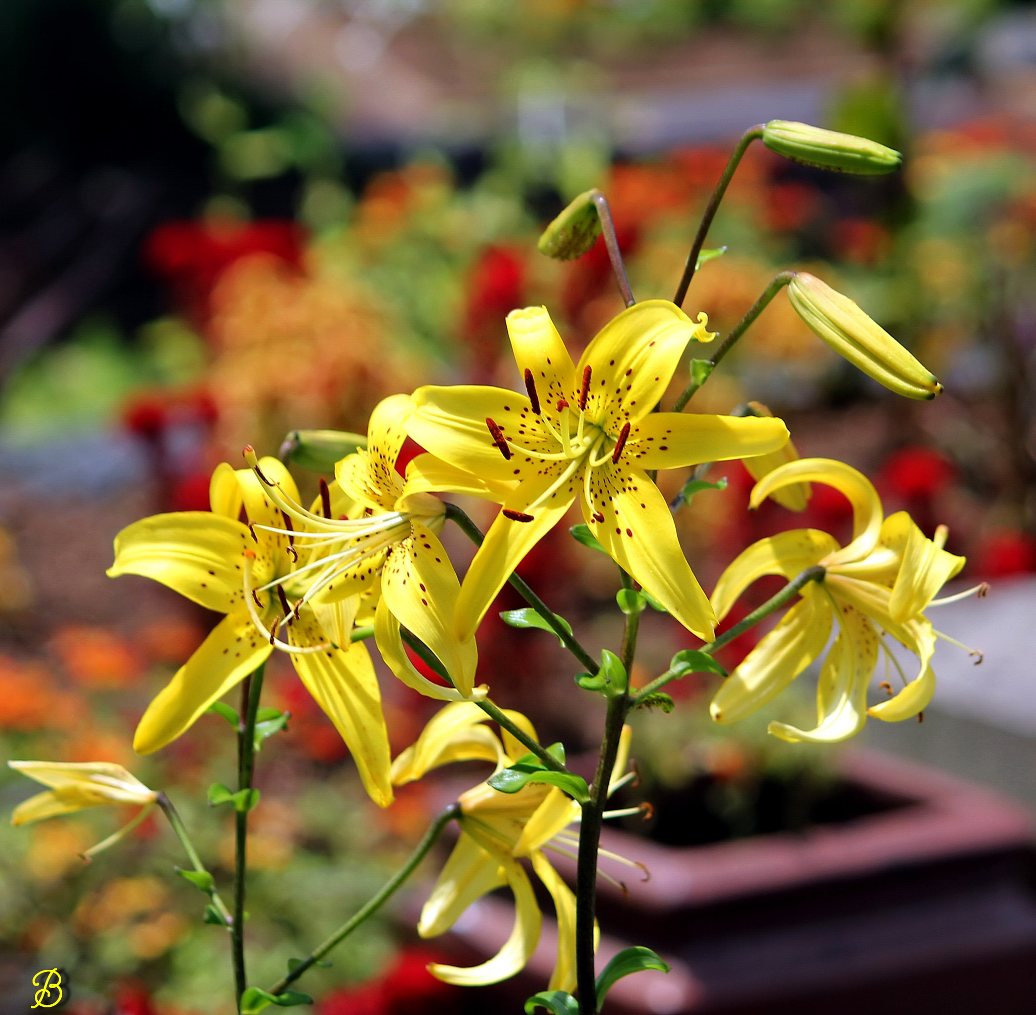 Canon EF-S 55-250mm F4-5.6 IS sample photo. It won't be long photography