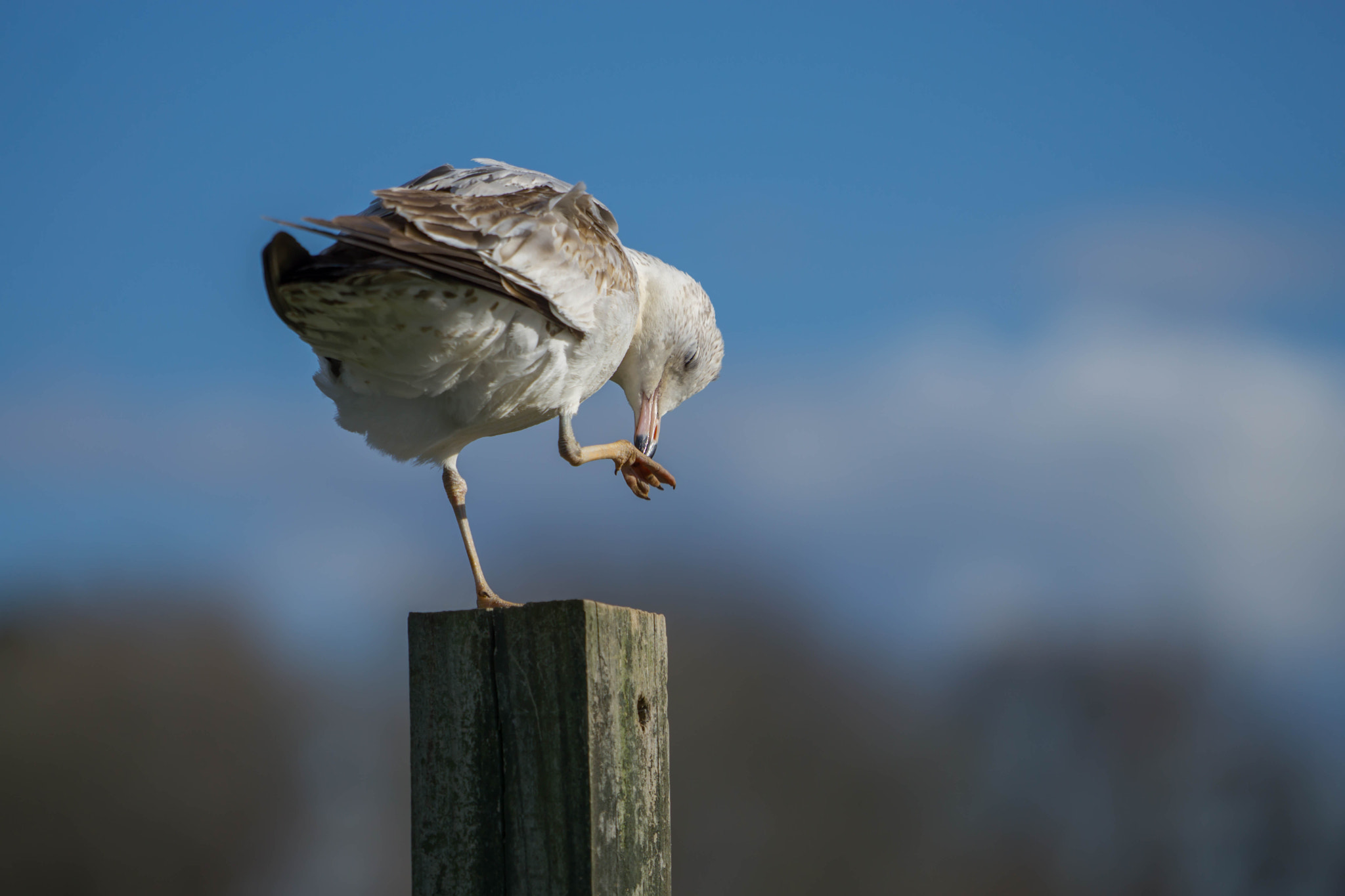 Sony a6000 + Sony FE 70-200mm F4 G OSS sample photo. Out shooting birds photography