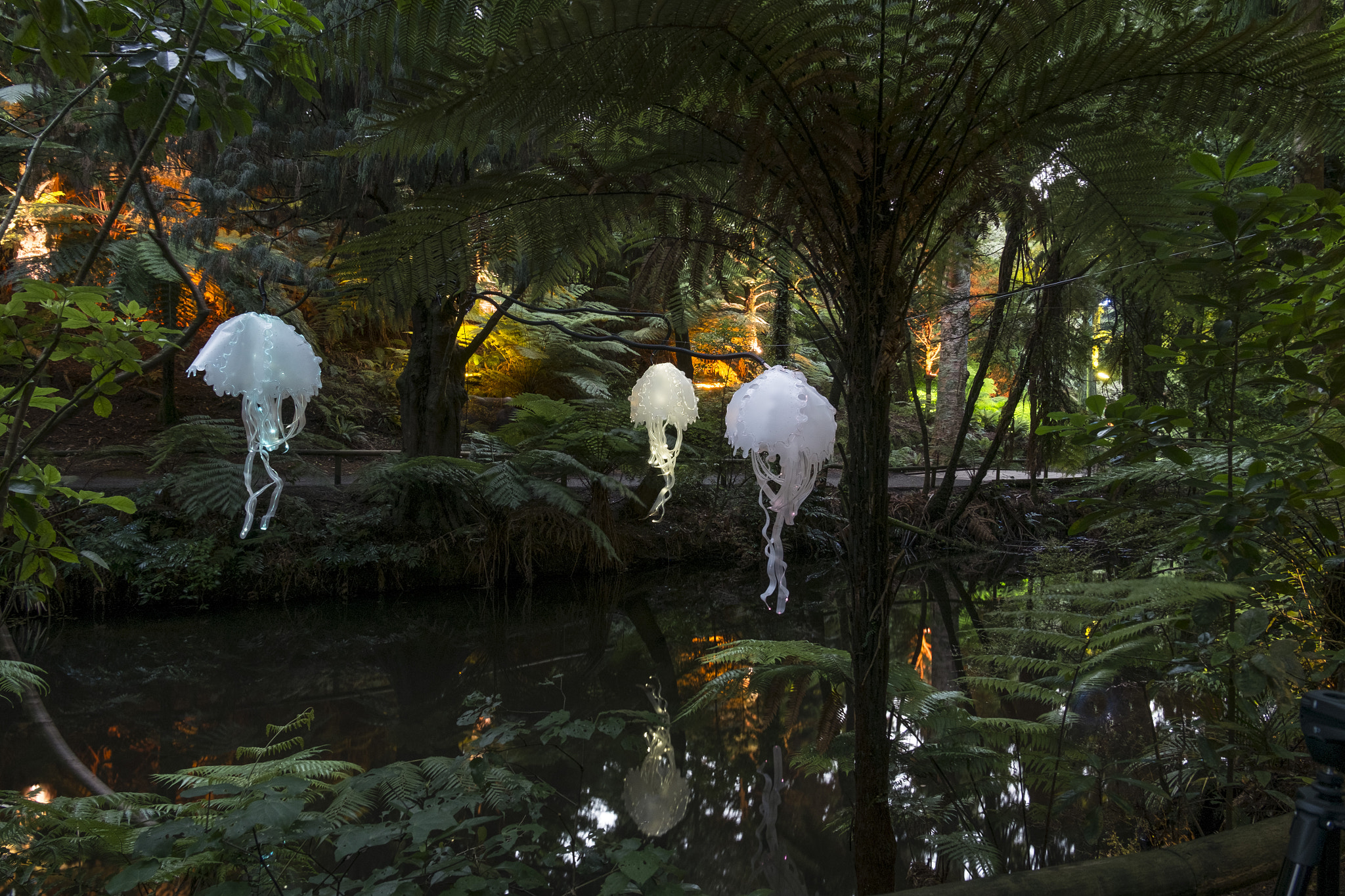 Fujifilm XC 16-50mm F3.5-5.6 OIS sample photo. Floating jellyfish photography