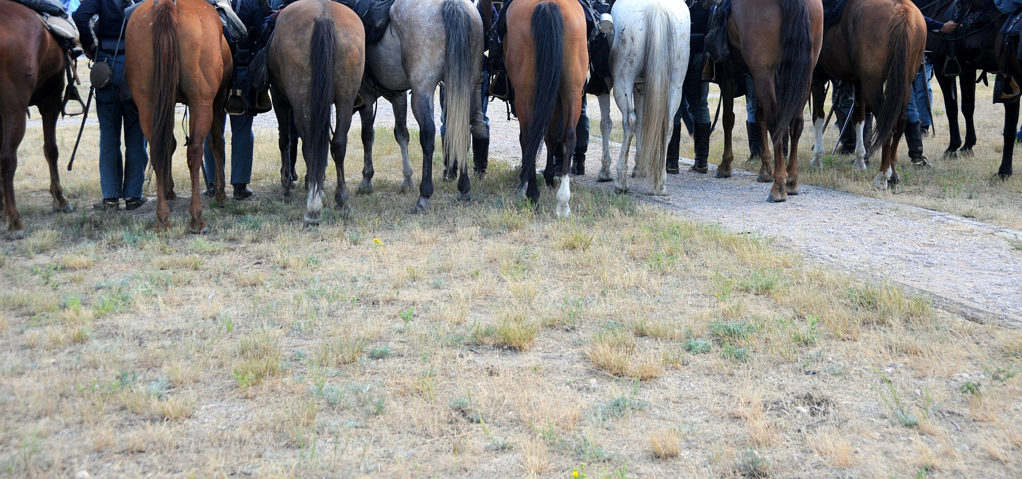 Nikon D3 sample photo. Horses standing. photography