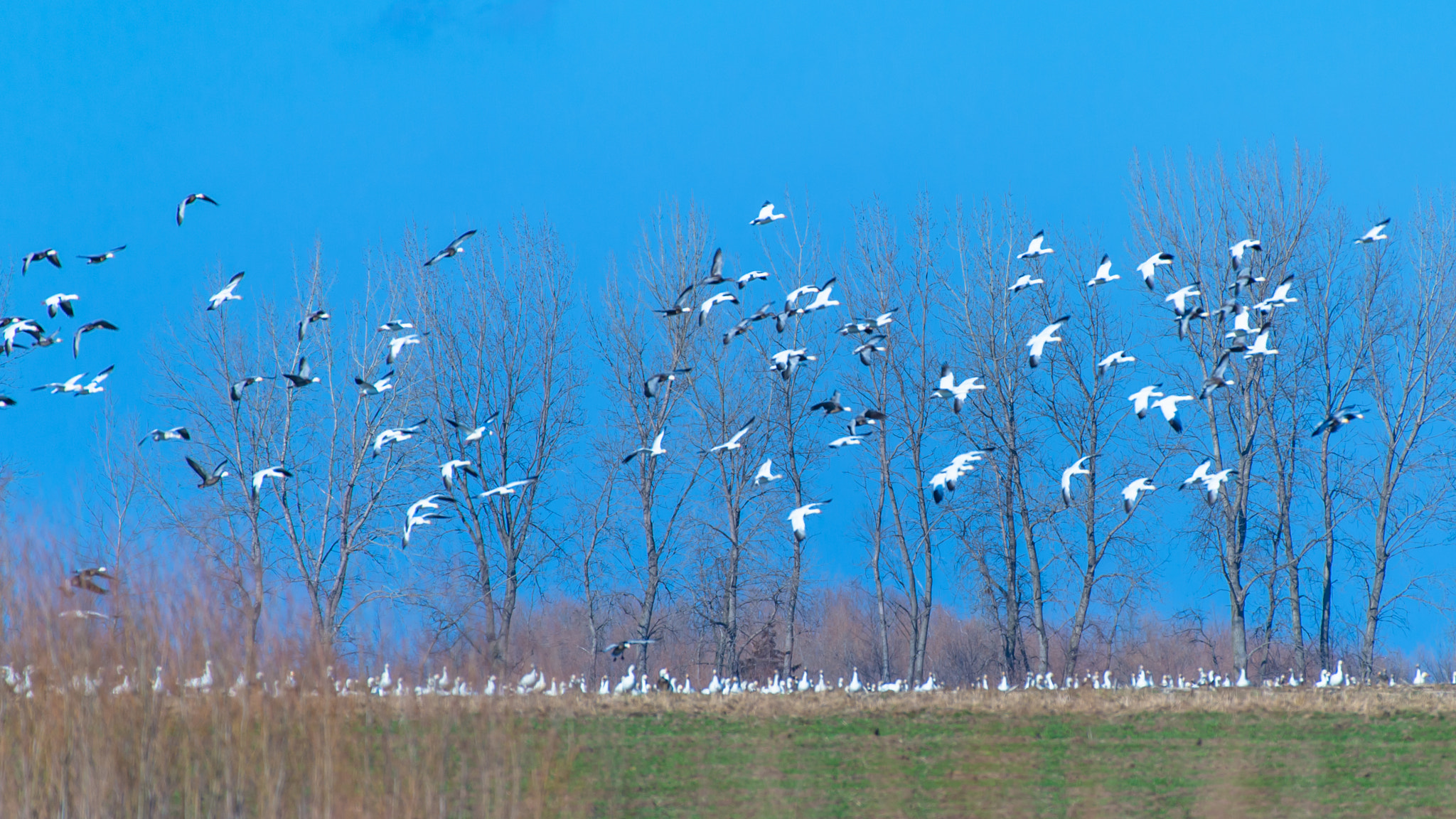 Nikon AF-S Nikkor 200-500mm F5.6E ED VR sample photo. Snow geese photography