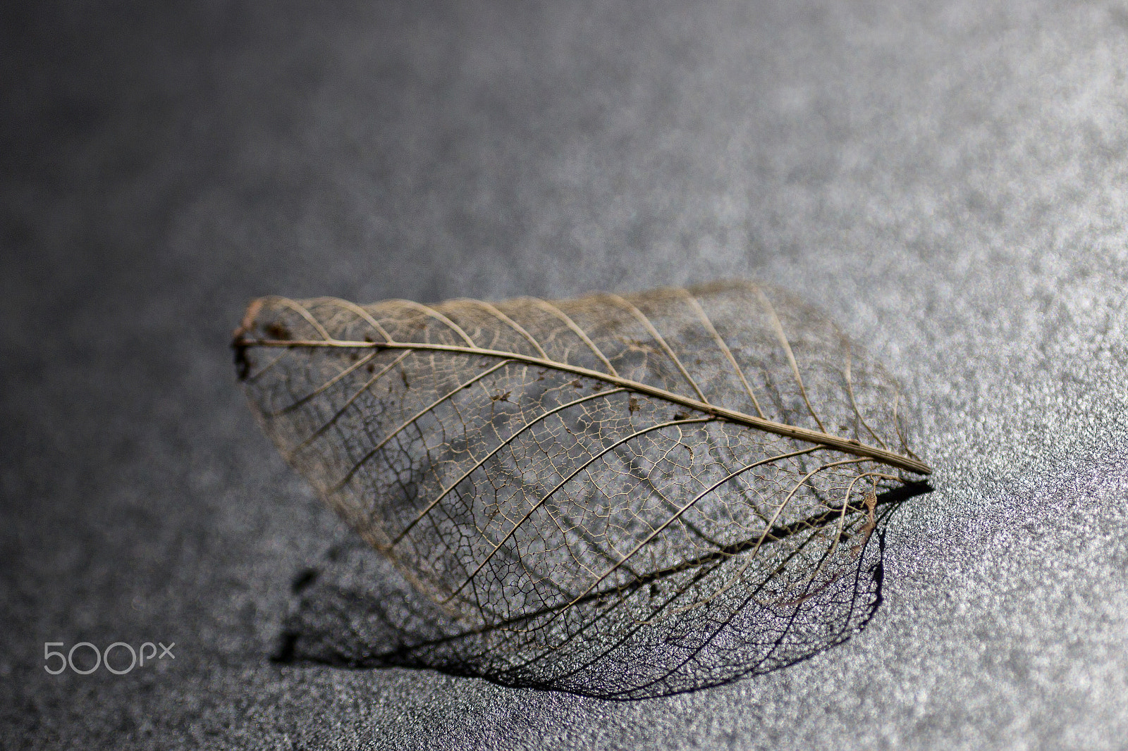 Canon EOS 70D + Sigma 50mm f/2.8 EX sample photo. Leaf photography