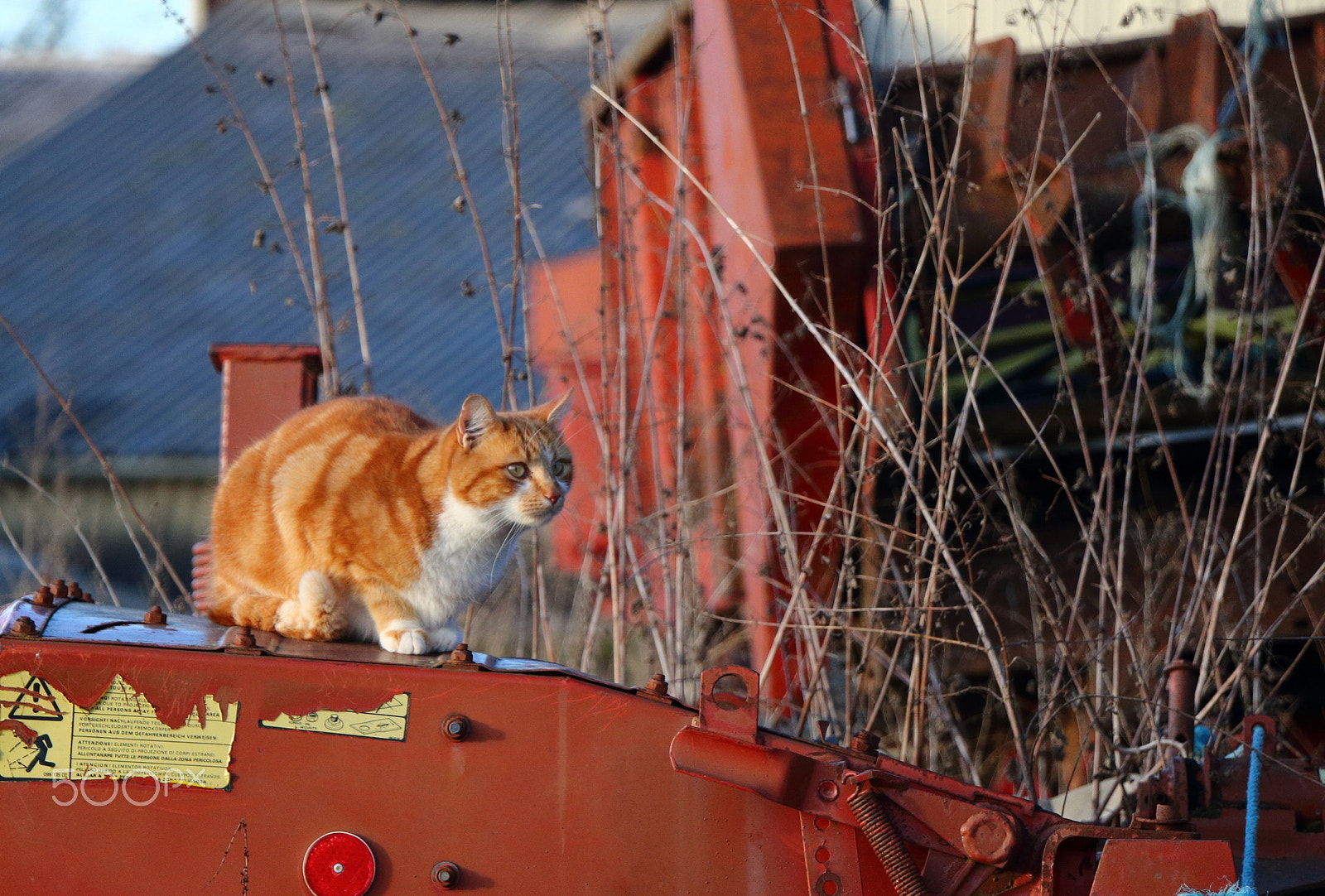 Canon EOS 70D + Canon EF-S 18-135mm F3.5-5.6 IS USM sample photo. Farm cat photography