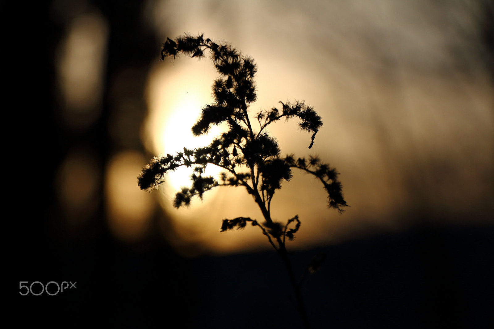 Canon EOS 70D + Canon EF-S 18-135mm F3.5-5.6 IS USM sample photo. Flower in the sunset photography