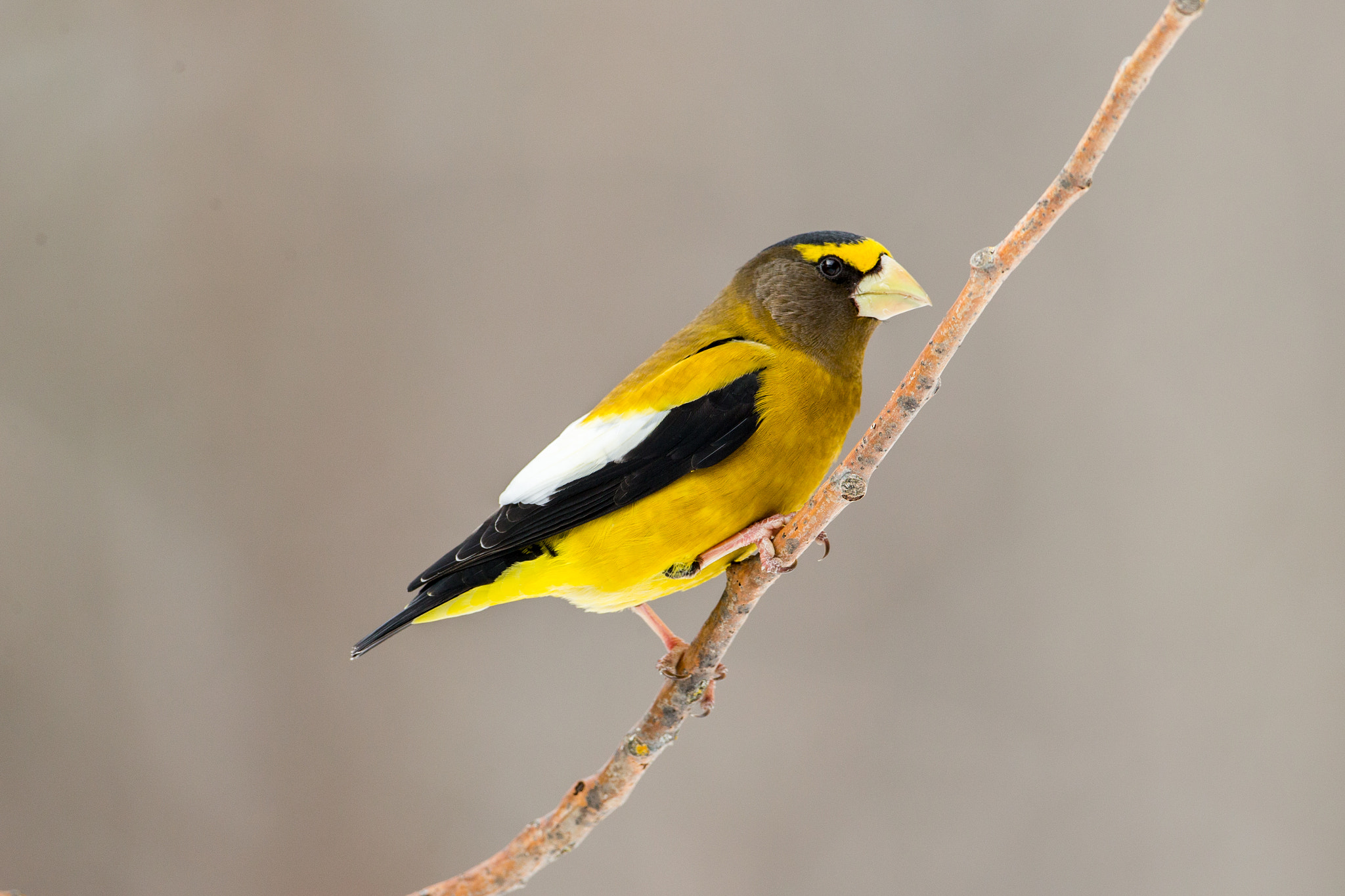 Canon EOS-1D X + Canon EF 500mm F4L IS USM sample photo. Male evening grosbeak photography