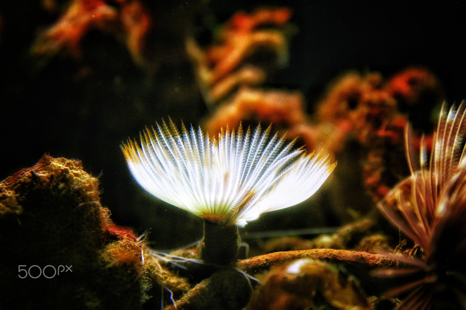 Canon EF 24-70mm F2.8L II USM sample photo. This was an interesting looking underwater plant or creature? photography
