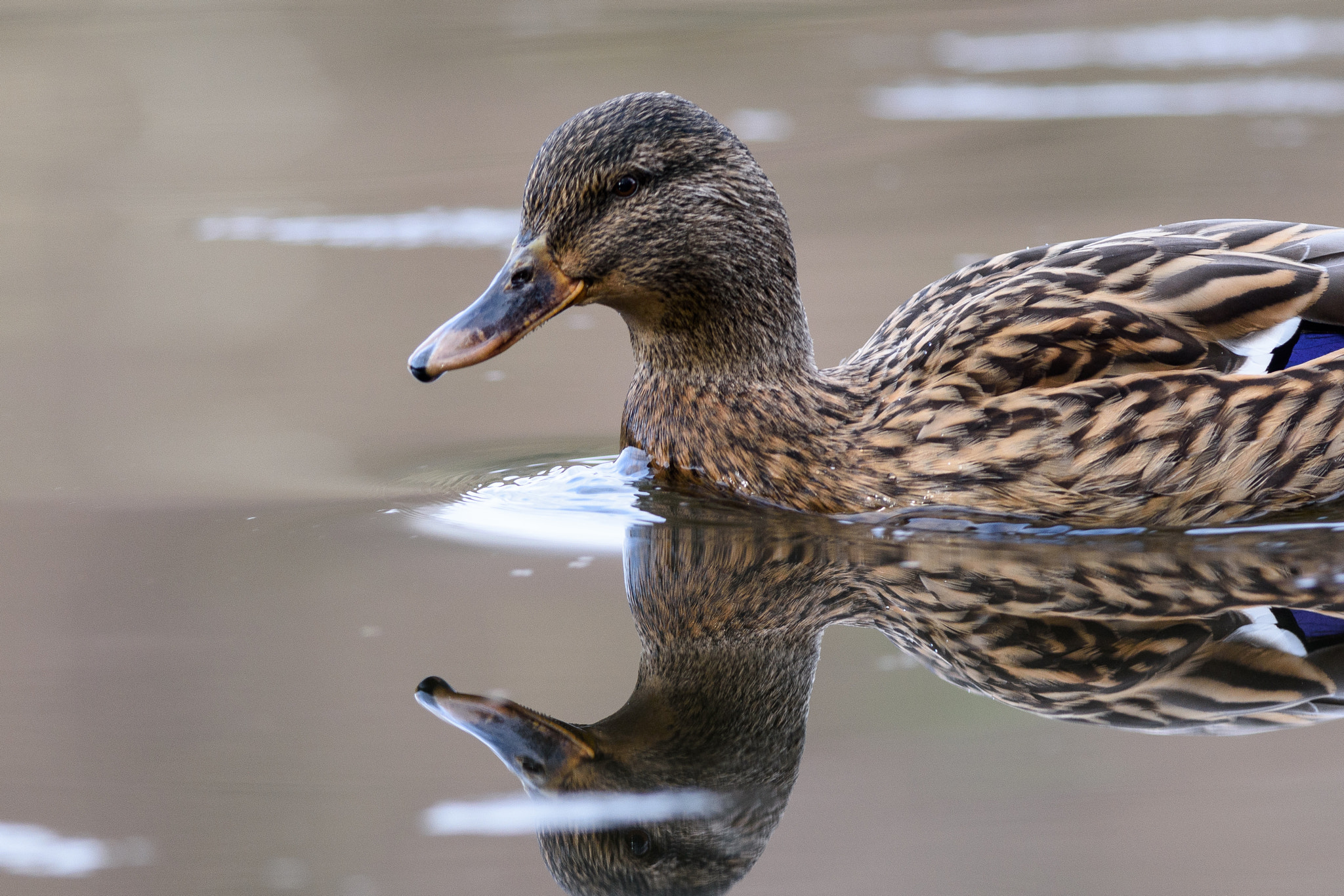 Nikon D7200 + Nikon AF-S Nikkor 300mm F4D ED-IF sample photo. Calm in the water  photography