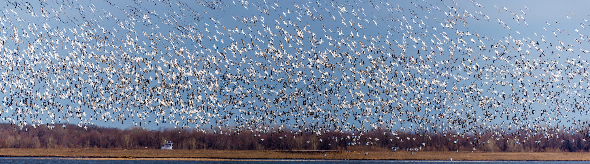 Nikon AF-S Nikkor 200-500mm F5.6E ED VR sample photo. Snow geese migration photography