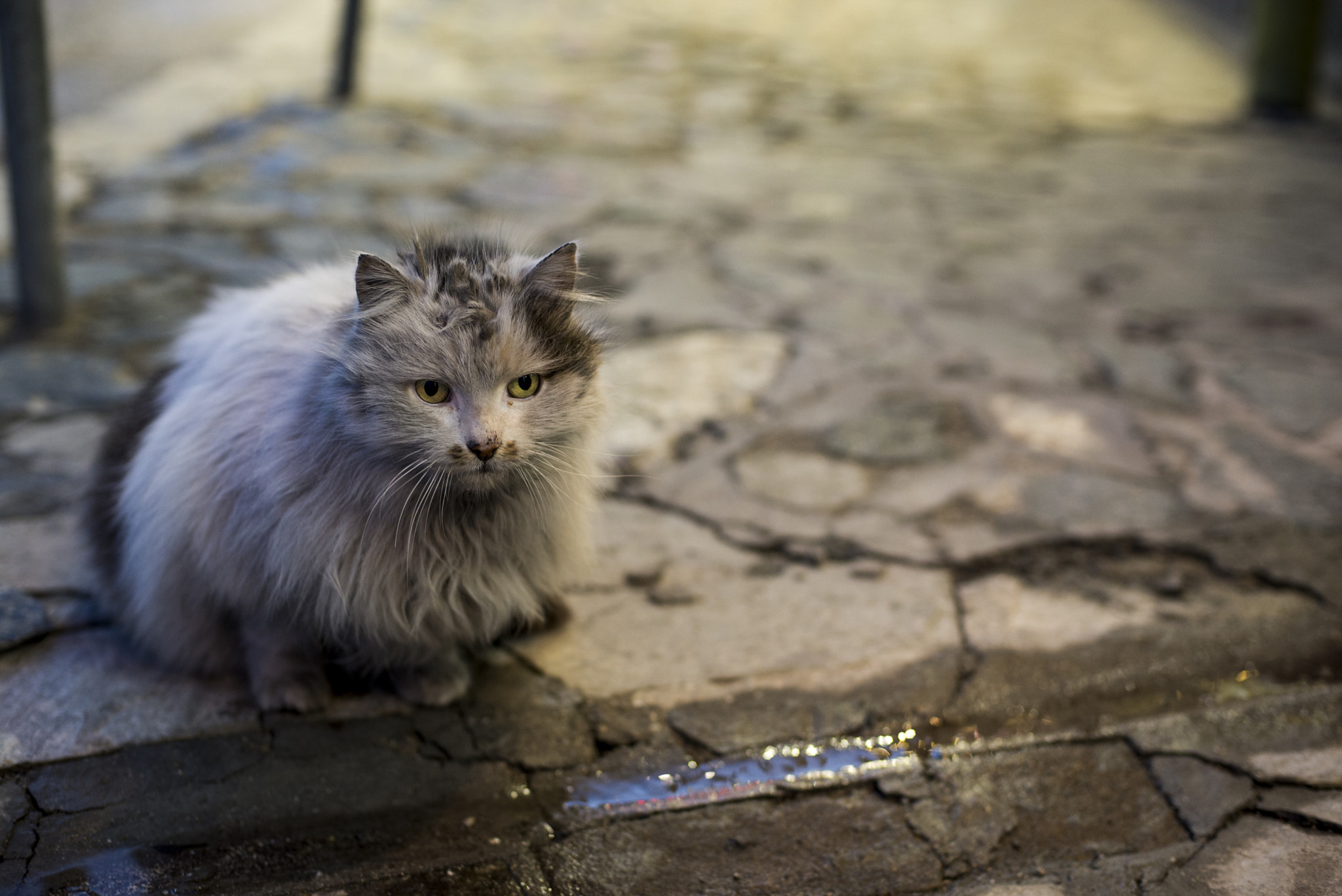 Nikon D600 + Nikon AF Nikkor 50mm F1.4D sample photo. The look photography