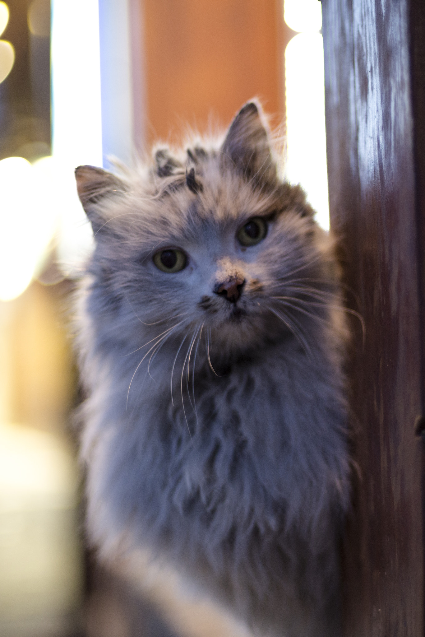 Nikon D600 + Nikon AF Nikkor 50mm F1.4D sample photo. The look photography