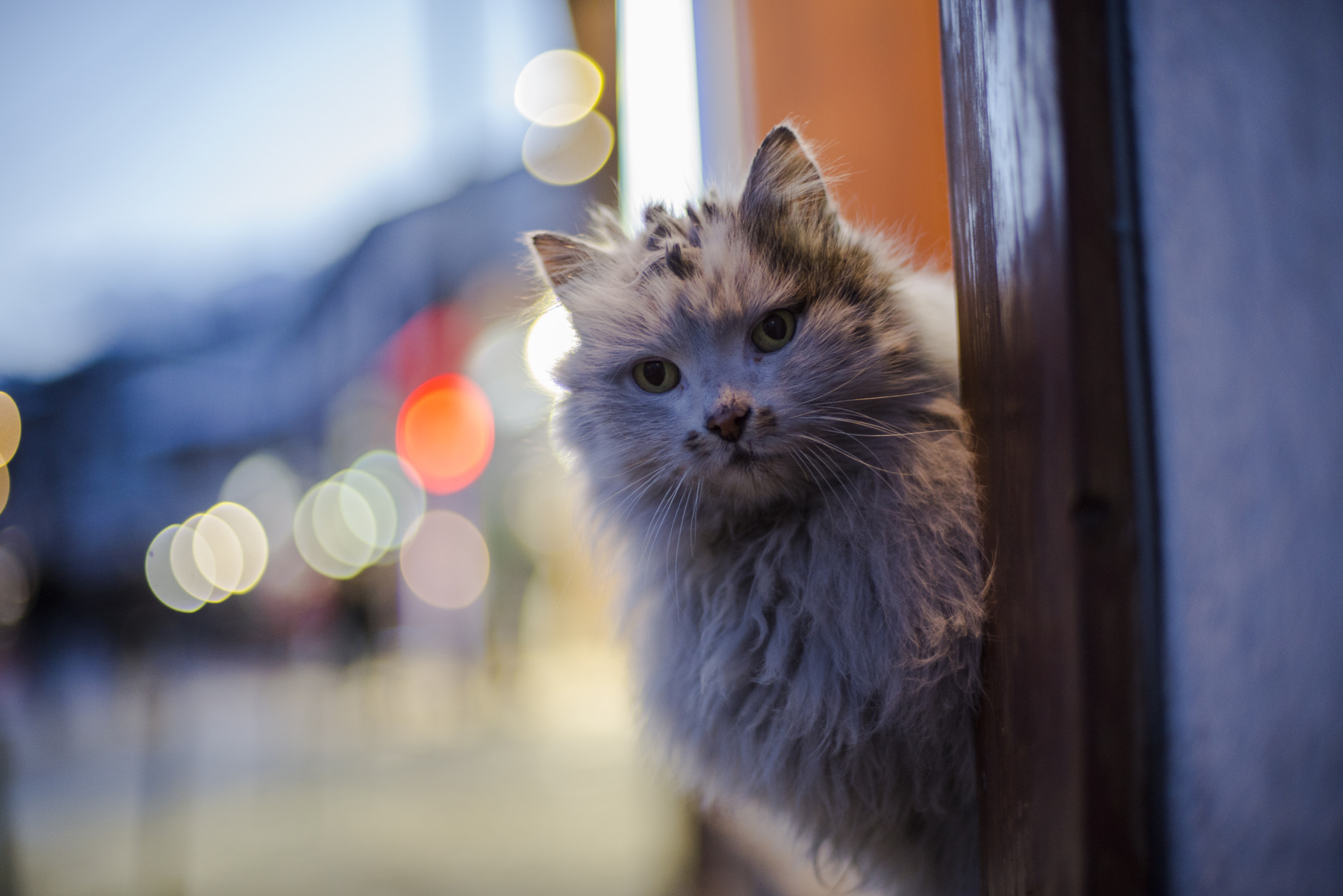 Nikon D600 + Nikon AF Nikkor 50mm F1.4D sample photo. The look photography