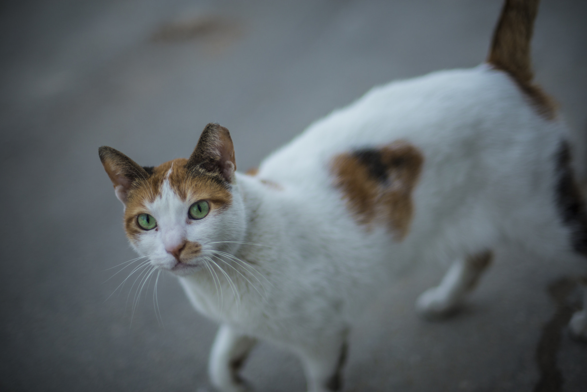 Nikon D600 + Nikon AF Nikkor 50mm F1.4D sample photo. Roaming photography