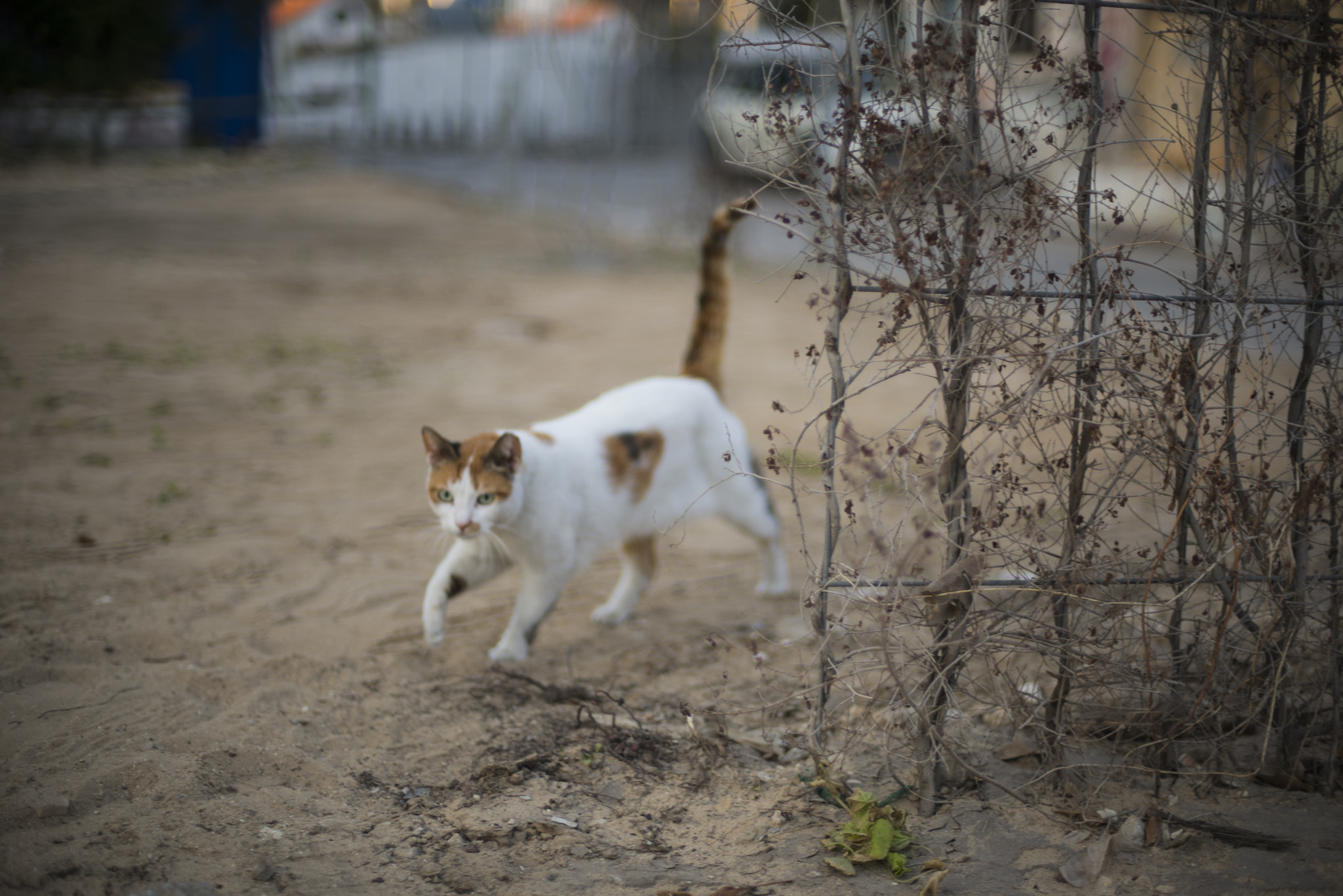 Nikon D600 + Nikon AF Nikkor 50mm F1.4D sample photo. Roaming photography