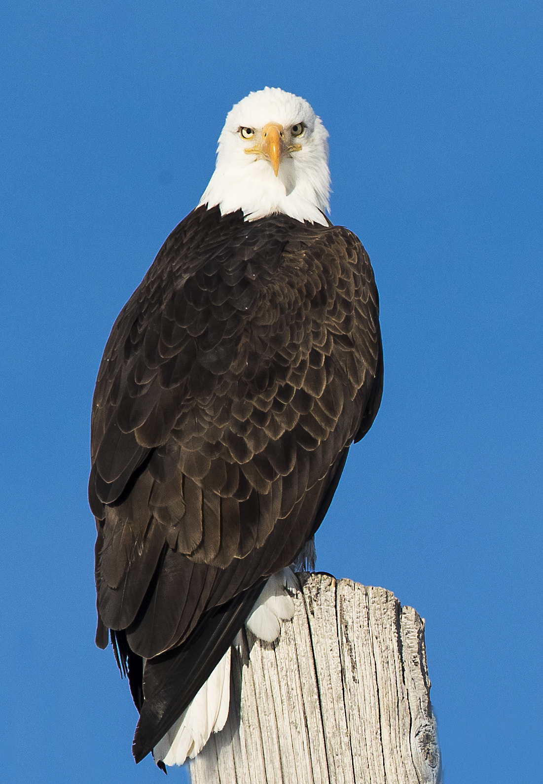 Canon EF 600mm F4L IS II USM sample photo. Bald eagle photography