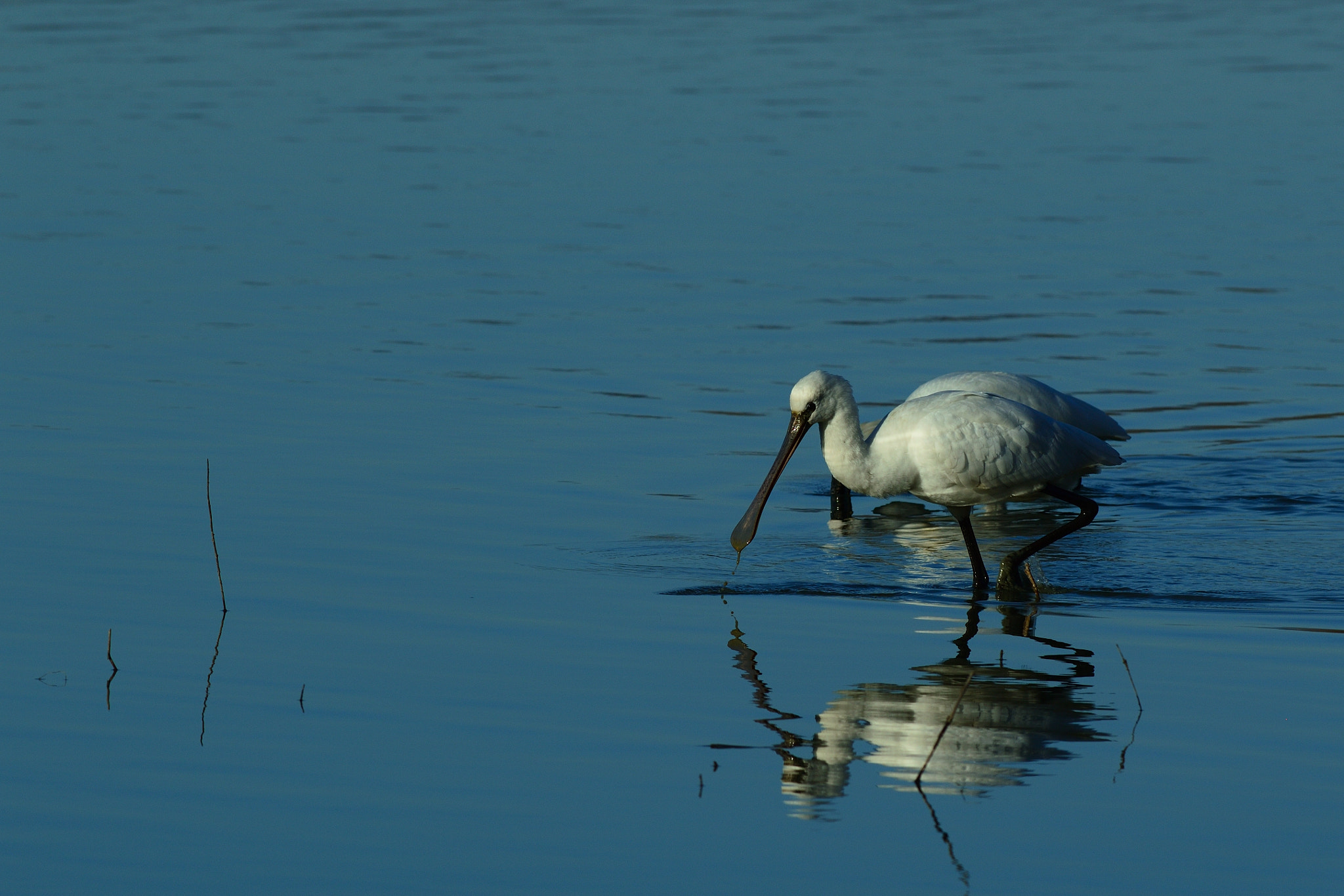 Nikon D3200 + Nikon AF-S Nikkor 300mm F4D ED-IF sample photo. Spatola photography