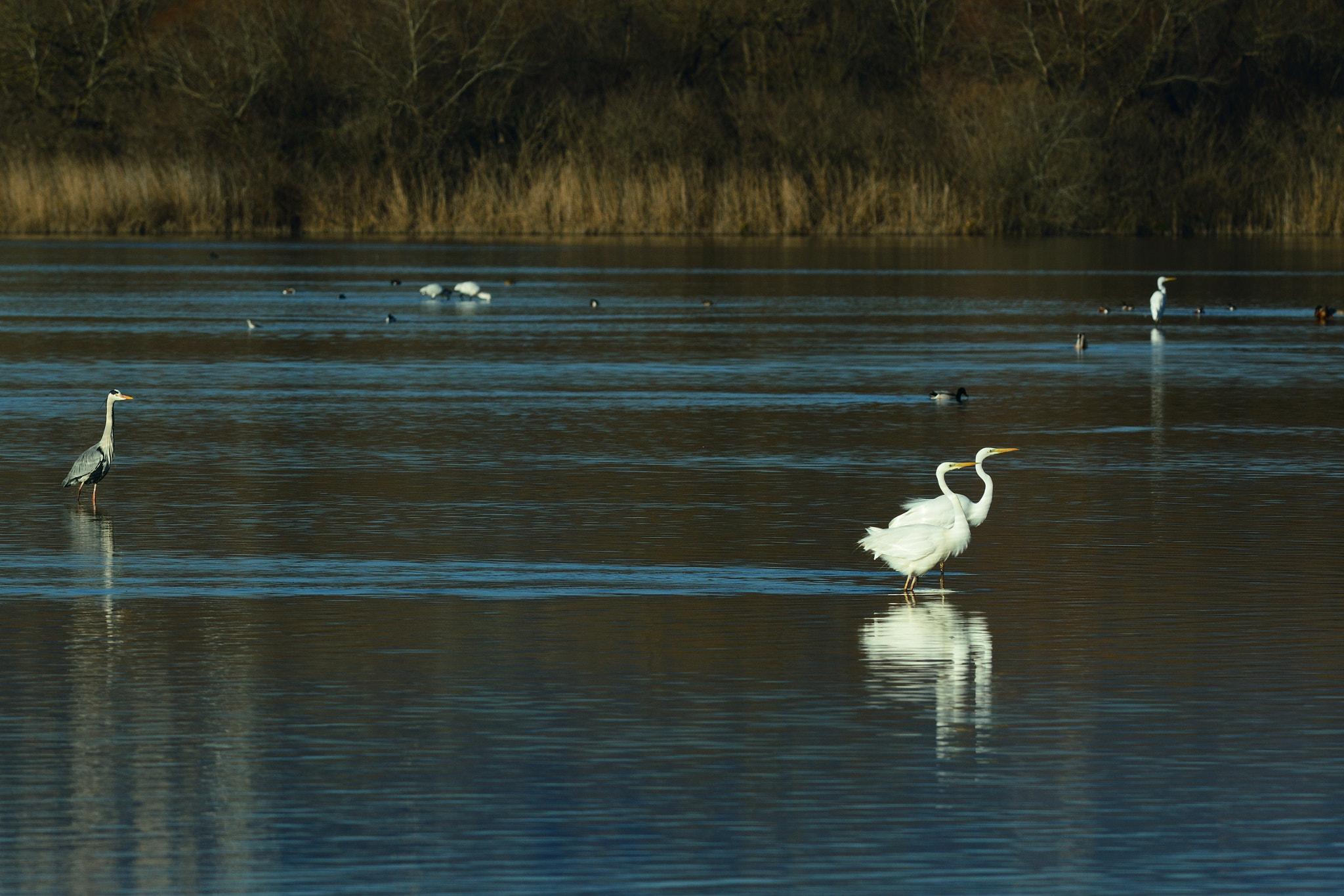 Nikon D3200 + Nikon AF-S Nikkor 300mm F4D ED-IF sample photo. Airone photography