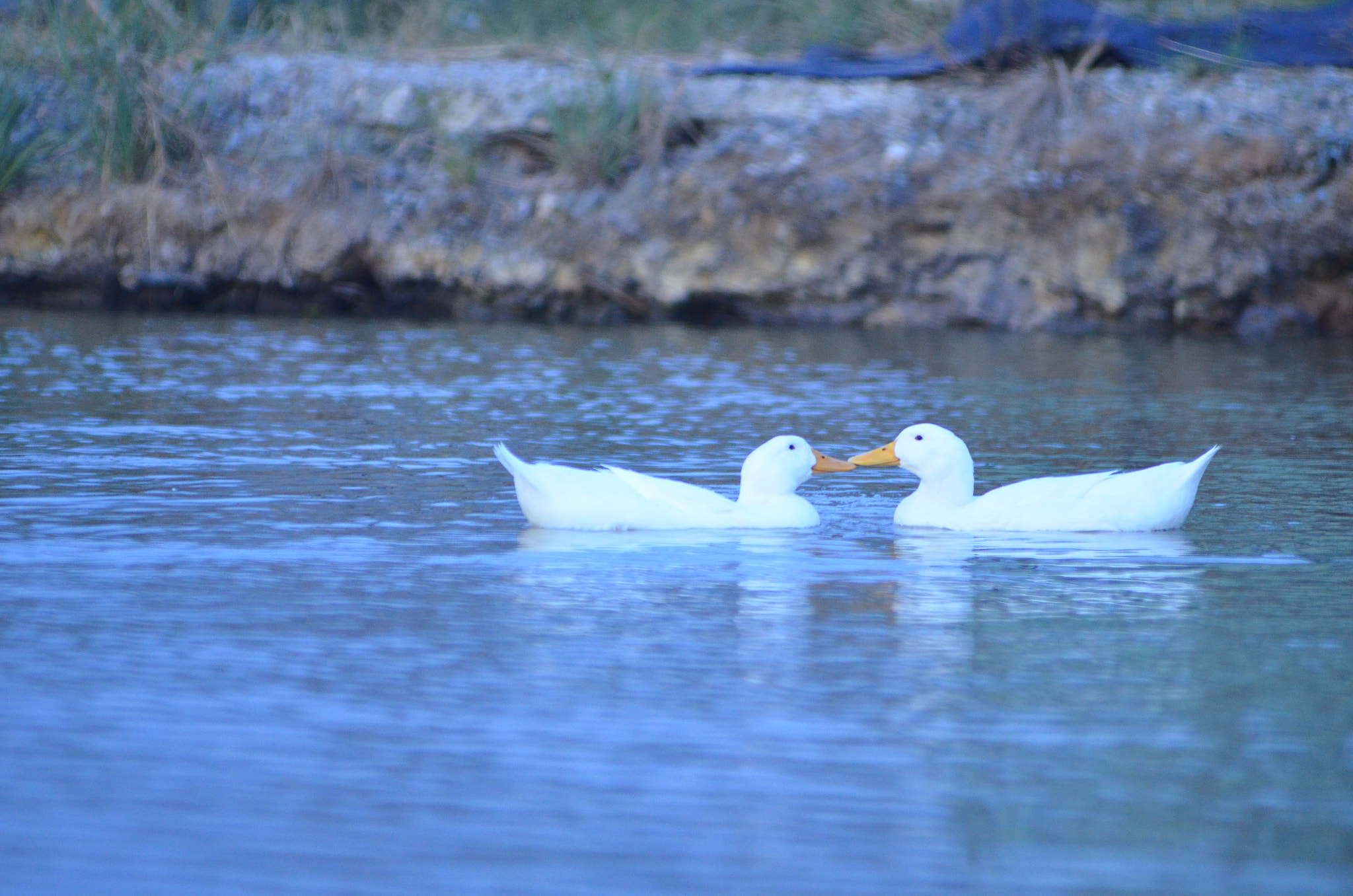 Nikon AF-Nikkor 80-200mm F2.8D ED sample photo. Kiss photography