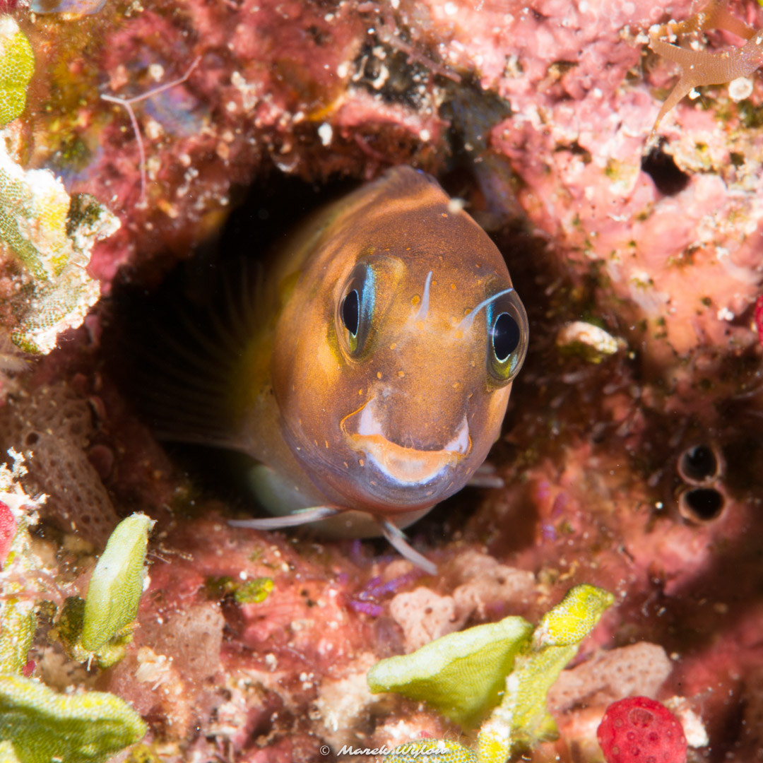 Nikon AF-S Micro-Nikkor 60mm F2.8G ED sample photo. Coralblenny | fiji | 2014.11.05 photography