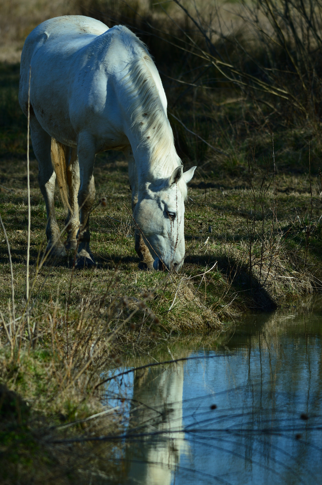 Nikon D3200 + Nikon AF-S Nikkor 300mm F4D ED-IF sample photo. Dsc photography