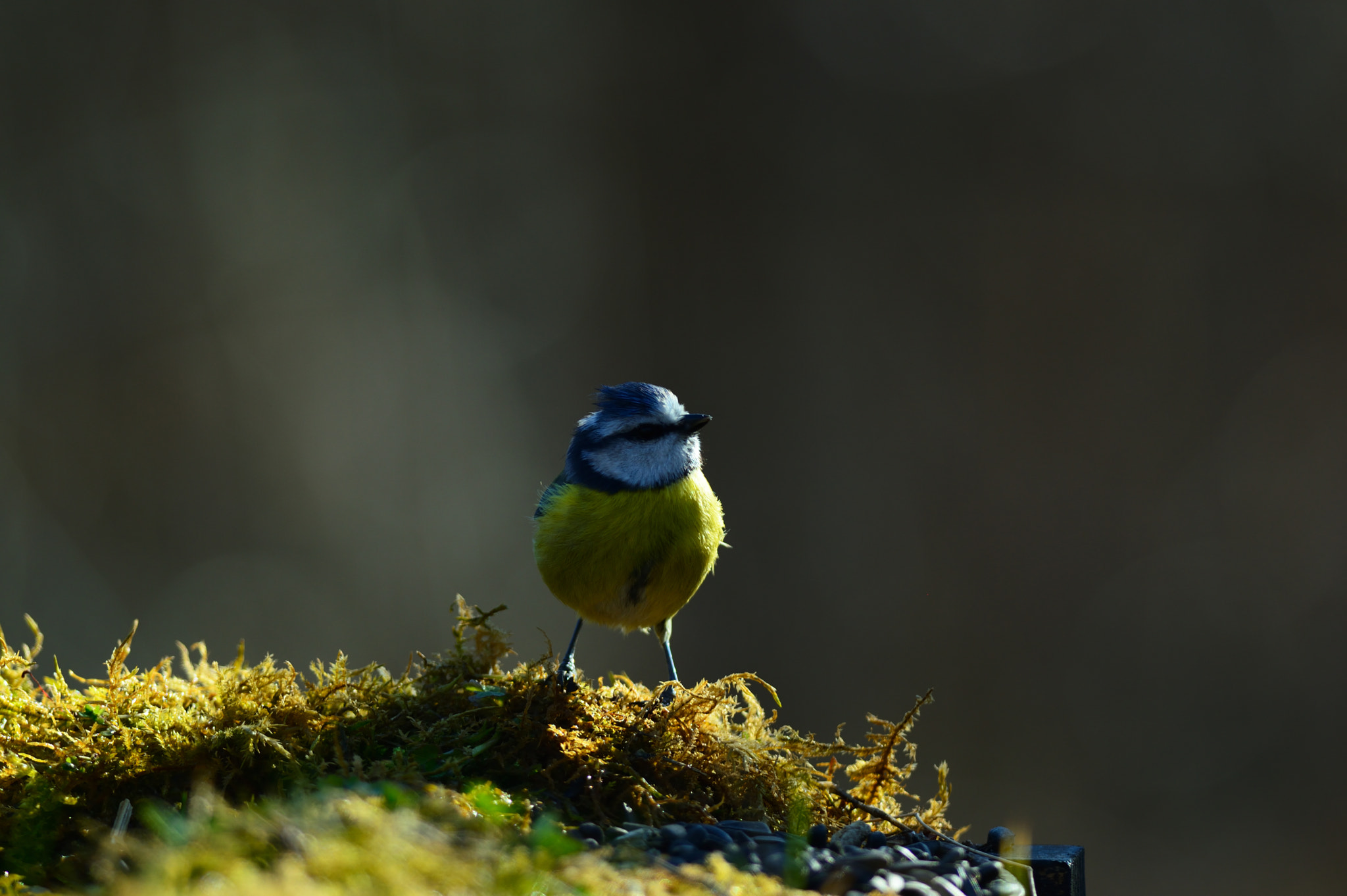 Nikon D3200 + Nikon AF-S Nikkor 300mm F4D ED-IF sample photo. Dsc photography