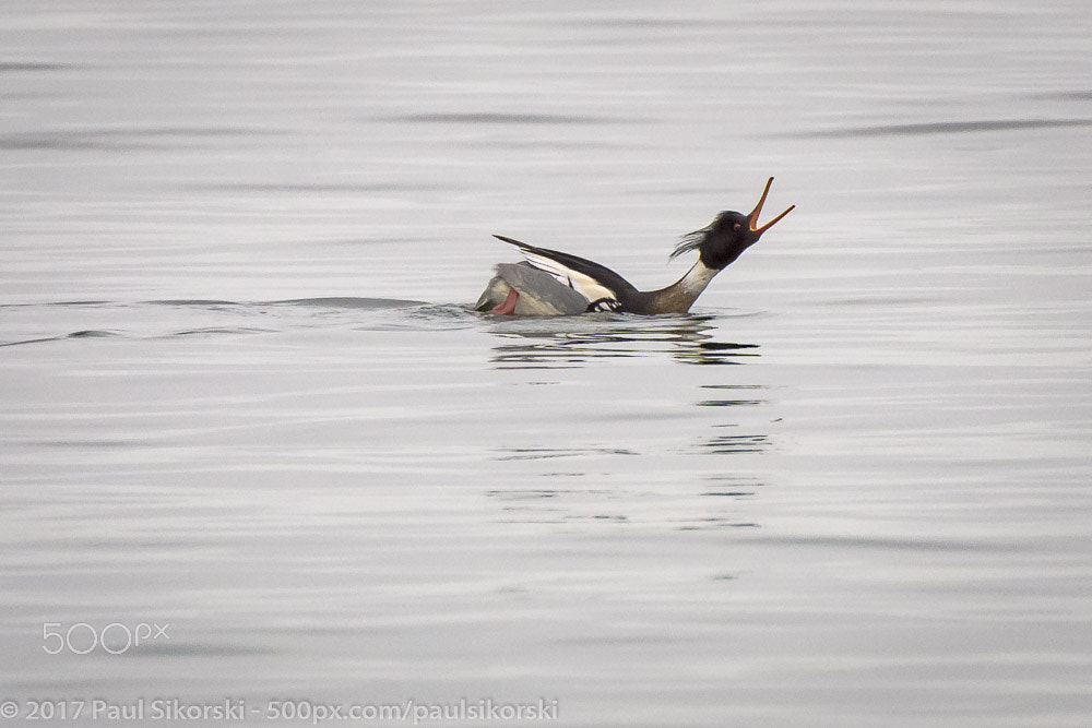 Nikon D500 sample photo. Red-breasted merganser fishing photography