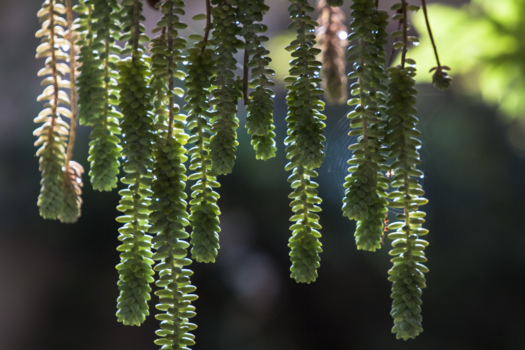Canon EF 70-200mm F2.8L IS USM sample photo. Luz y contraste photography