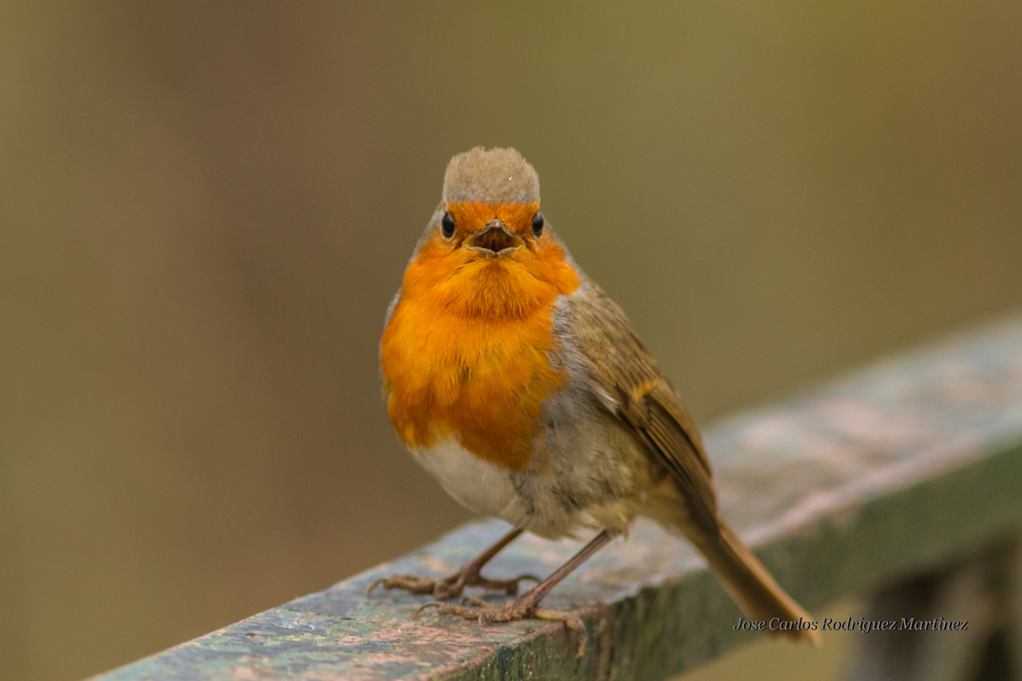 Canon EF 300mm F4L IS USM sample photo. Petirrojo photography