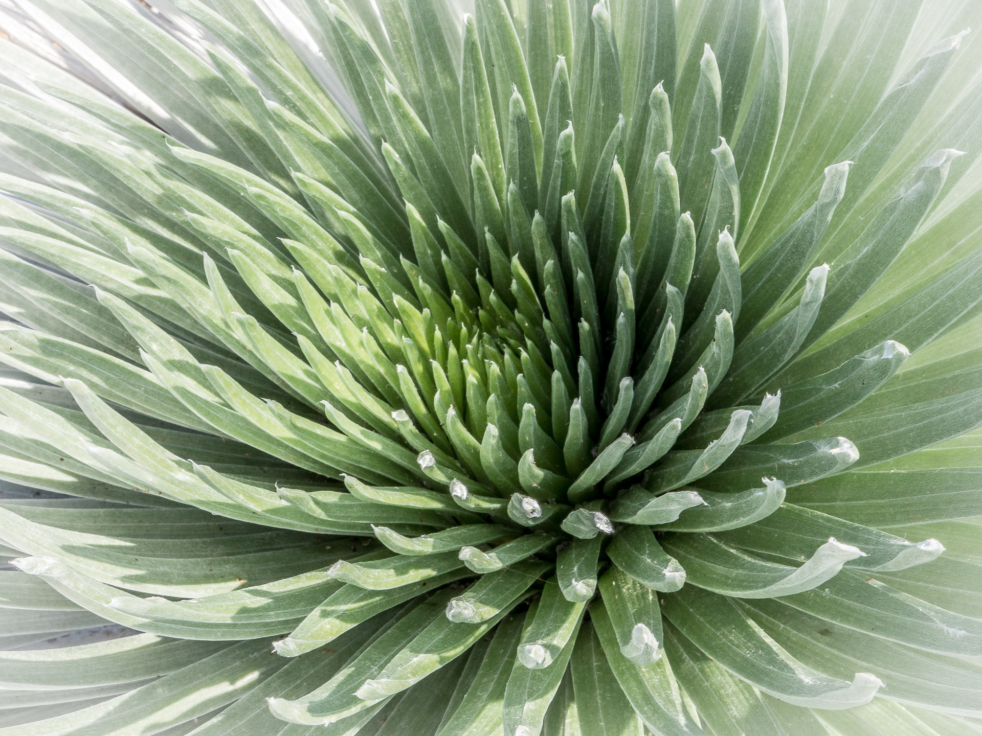 Panasonic Lumix G X Vario 12-35mm F2.8 ASPH Power OIS sample photo. Silversword photography