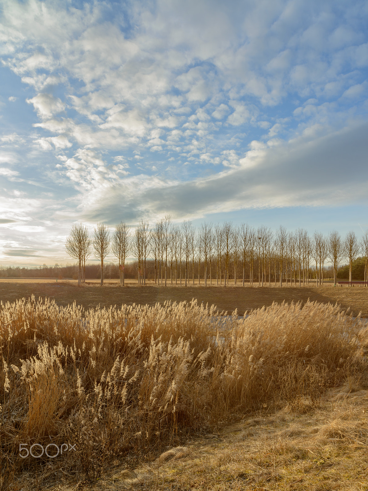 Nikon D800 sample photo. Waving trees photography