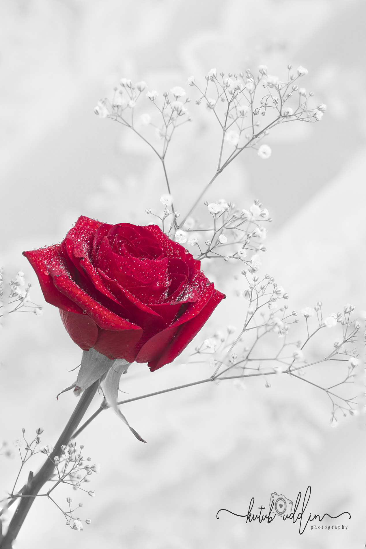 Sony ILCA-77M2 sample photo. Rose for love photography