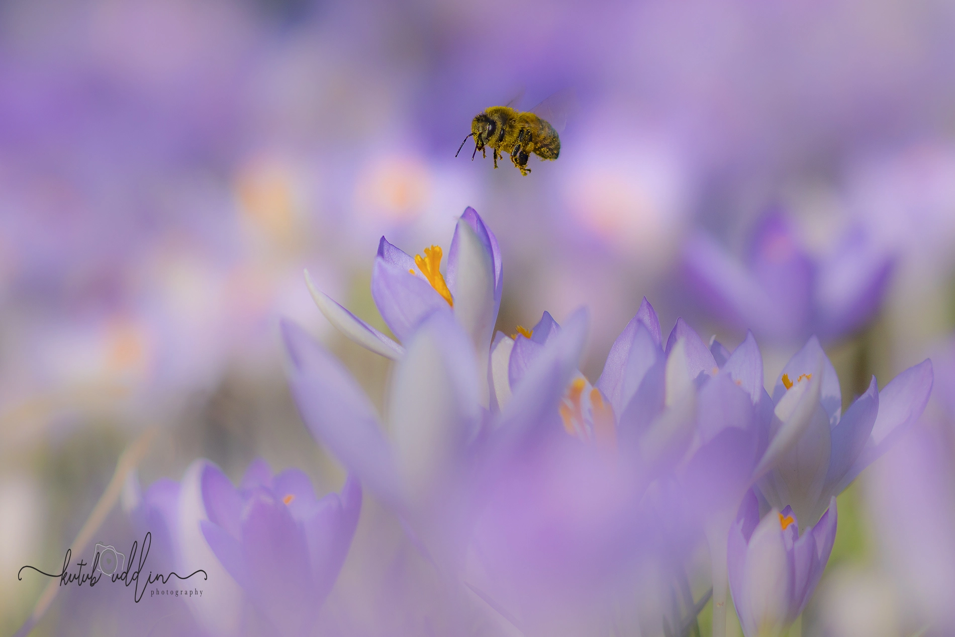 Sony 100mm F2.8 Macro sample photo. Pollen collector photography