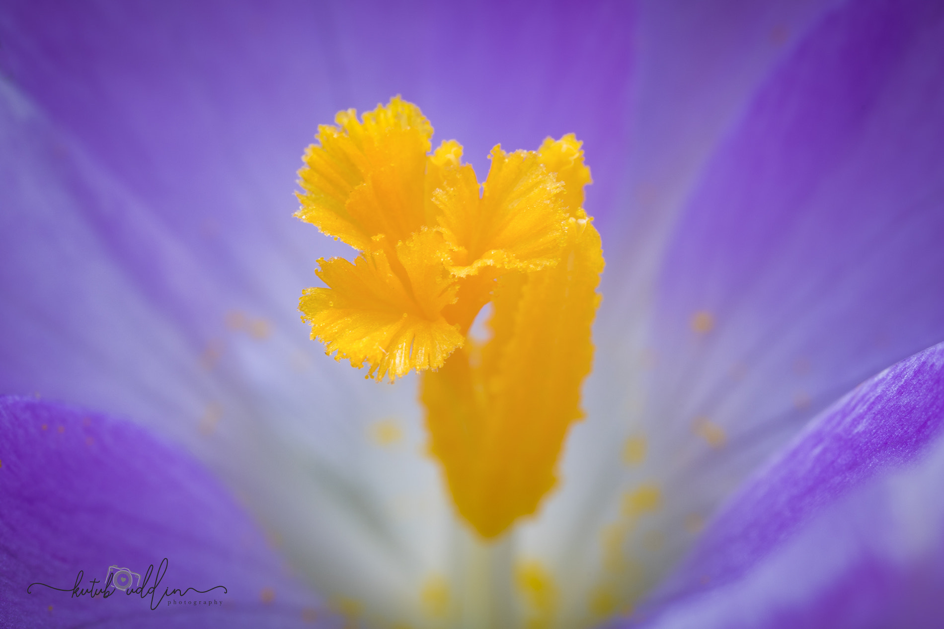 Canon MP-E 65mm F2.5 1-5x Macro Photo sample photo. Crocus flower photography