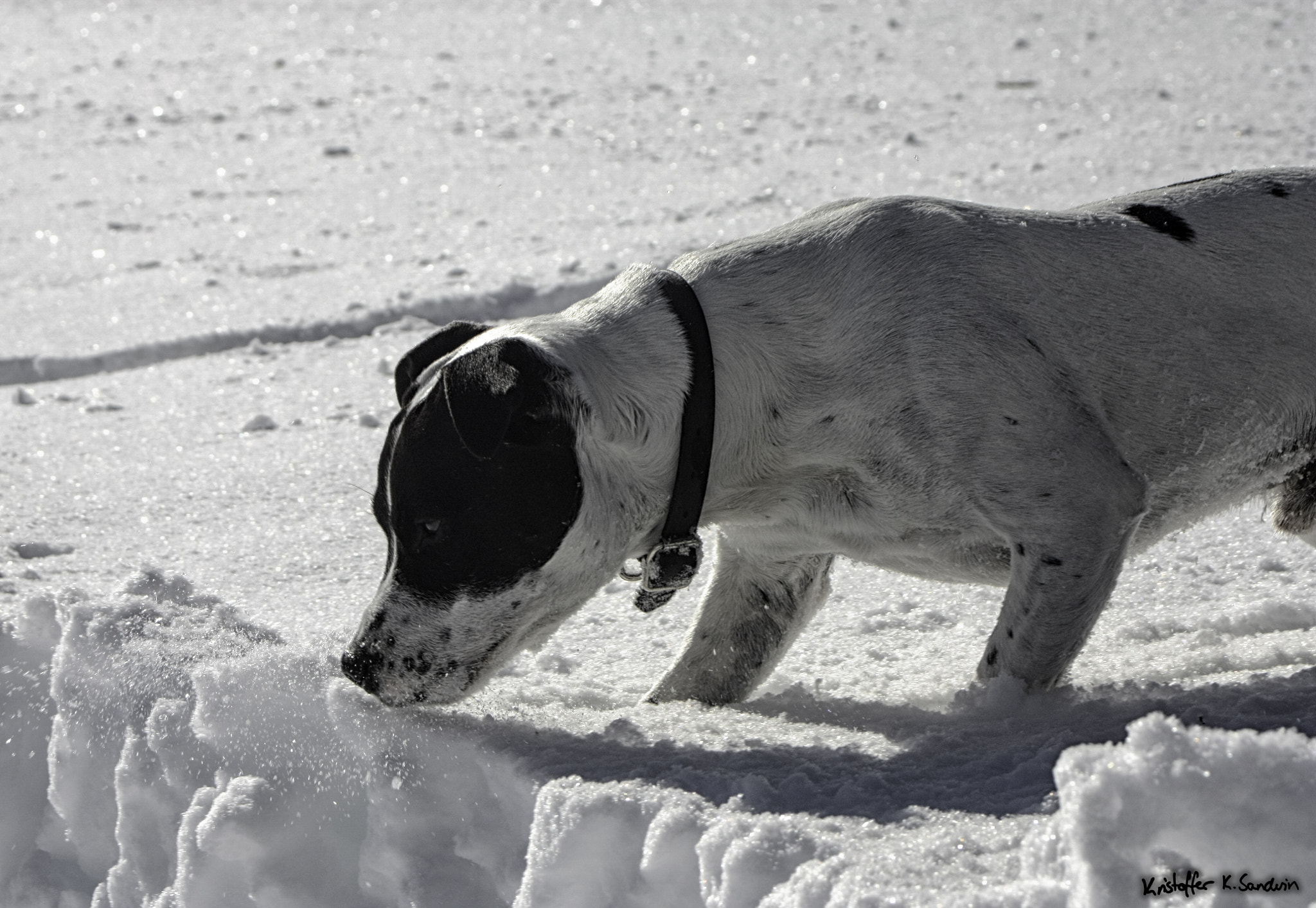 Canon EOS 450D (EOS Rebel XSi / EOS Kiss X2) sample photo. Jack russell playing in the snow photography