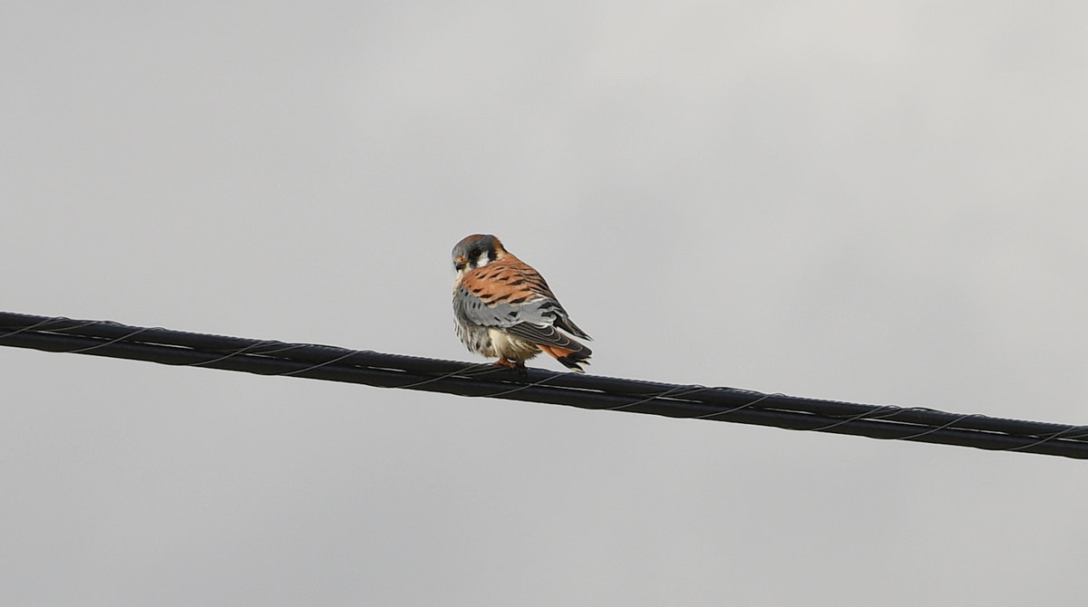 Nikon AF-S Nikkor 70-200mm F4G ED VR sample photo. American kestrel photography