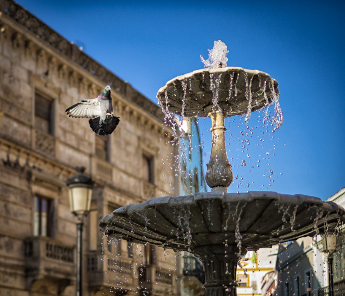 Panasonic Leica DG Summilux 25mm F1.4 II ASPH sample photo. Sed photography