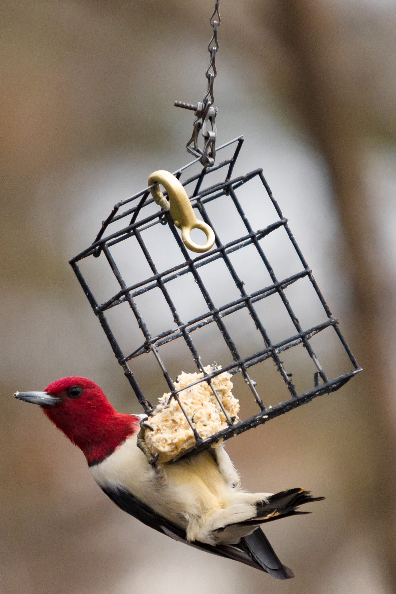 Canon EF 70-200mm F2.8L USM sample photo. Red-headed woodpecker photography