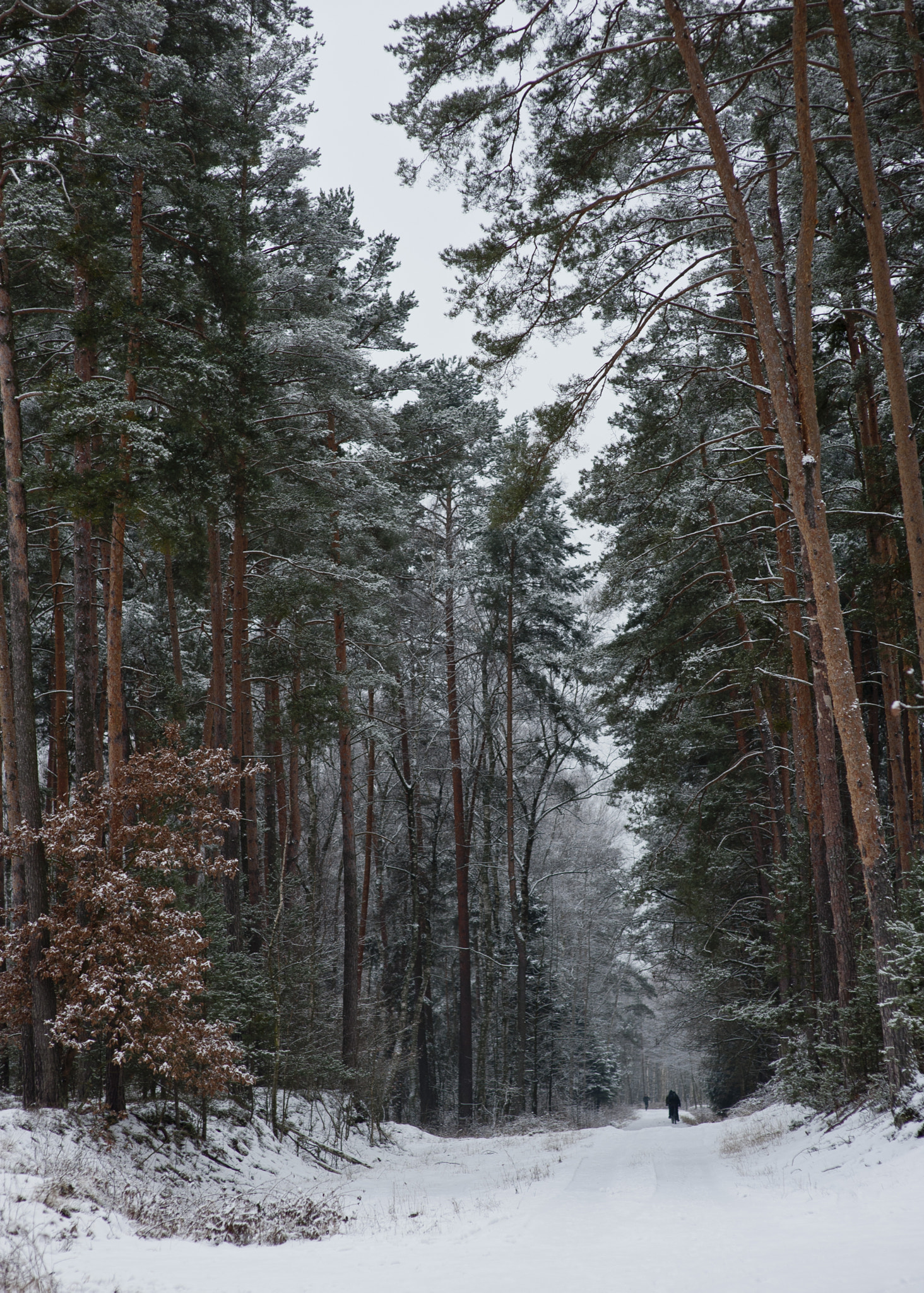 Nikon D700 + Sigma 85mm F1.4 EX DG HSM sample photo. Winter forest photography