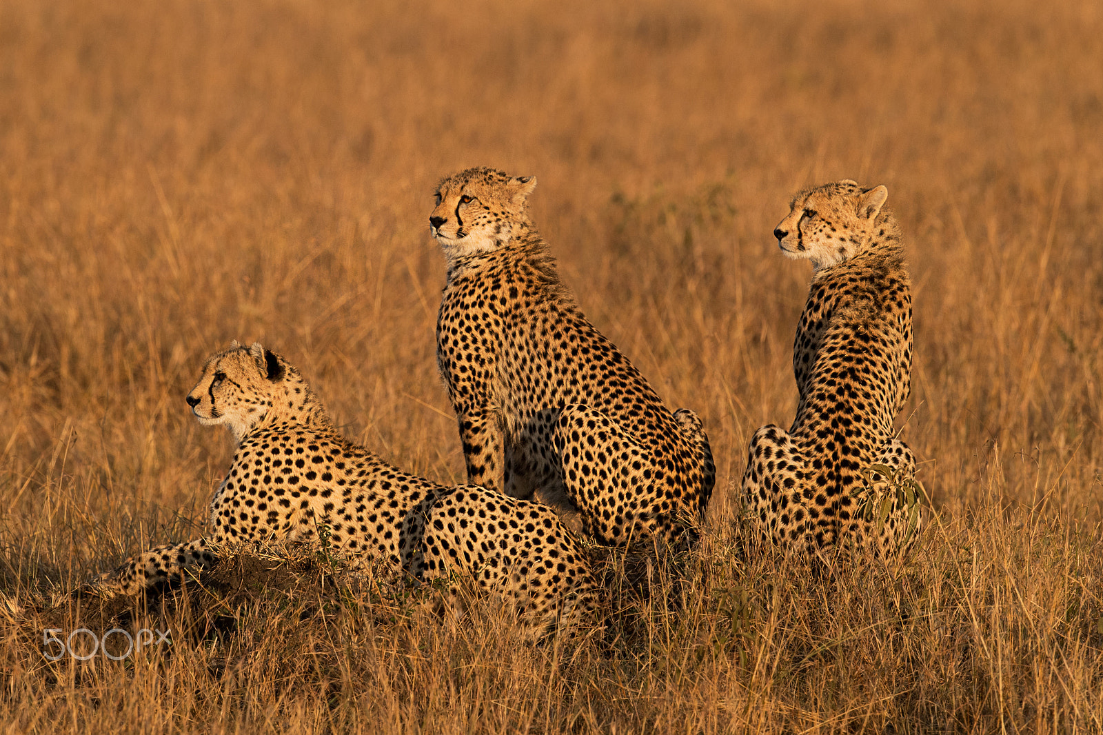 Nikon D5 + Nikon AF-S Nikkor 500mm F4G ED VR sample photo. La hermandad - brotherhood of cheetah photography