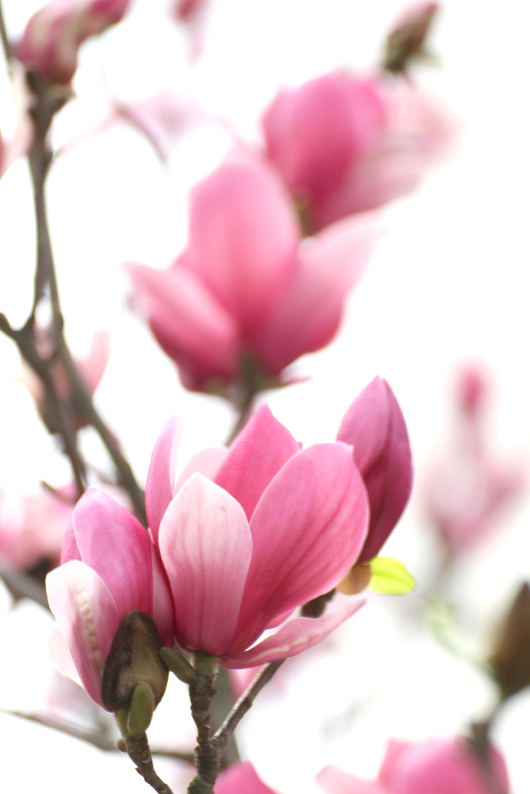 Canon EOS 7D sample photo. Pink in spring photography