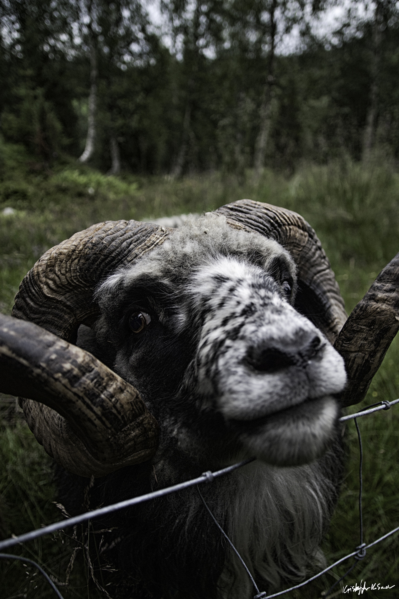 Canon EOS 450D (EOS Rebel XSi / EOS Kiss X2) sample photo. A ram waiting for food photography