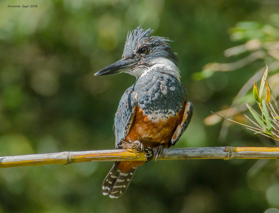 Sigma 50-500mm F4.5-6.3 DG OS HSM sample photo. Ringed kingfisher photography
