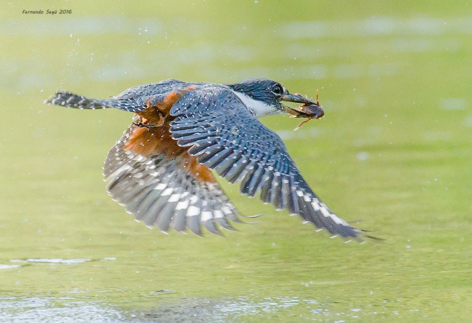 Nikon D7000 sample photo. Ringed kingfisher photography