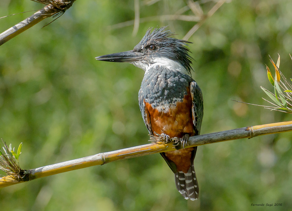 Sigma 50-500mm F4.5-6.3 DG OS HSM sample photo. Ringed kingfisher photography