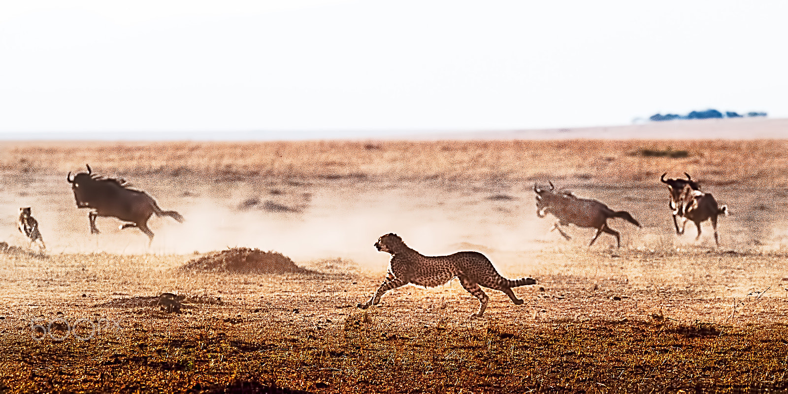 Nikon D5 sample photo. La hermandad - cheetah brothers hunting photography