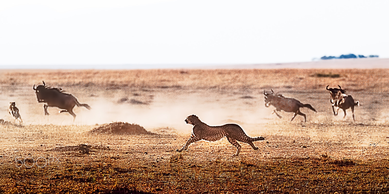 Nikon D5 + Nikon AF-S Nikkor 500mm F4G ED VR sample photo. La hermandad - cheetah brothers hunting photography