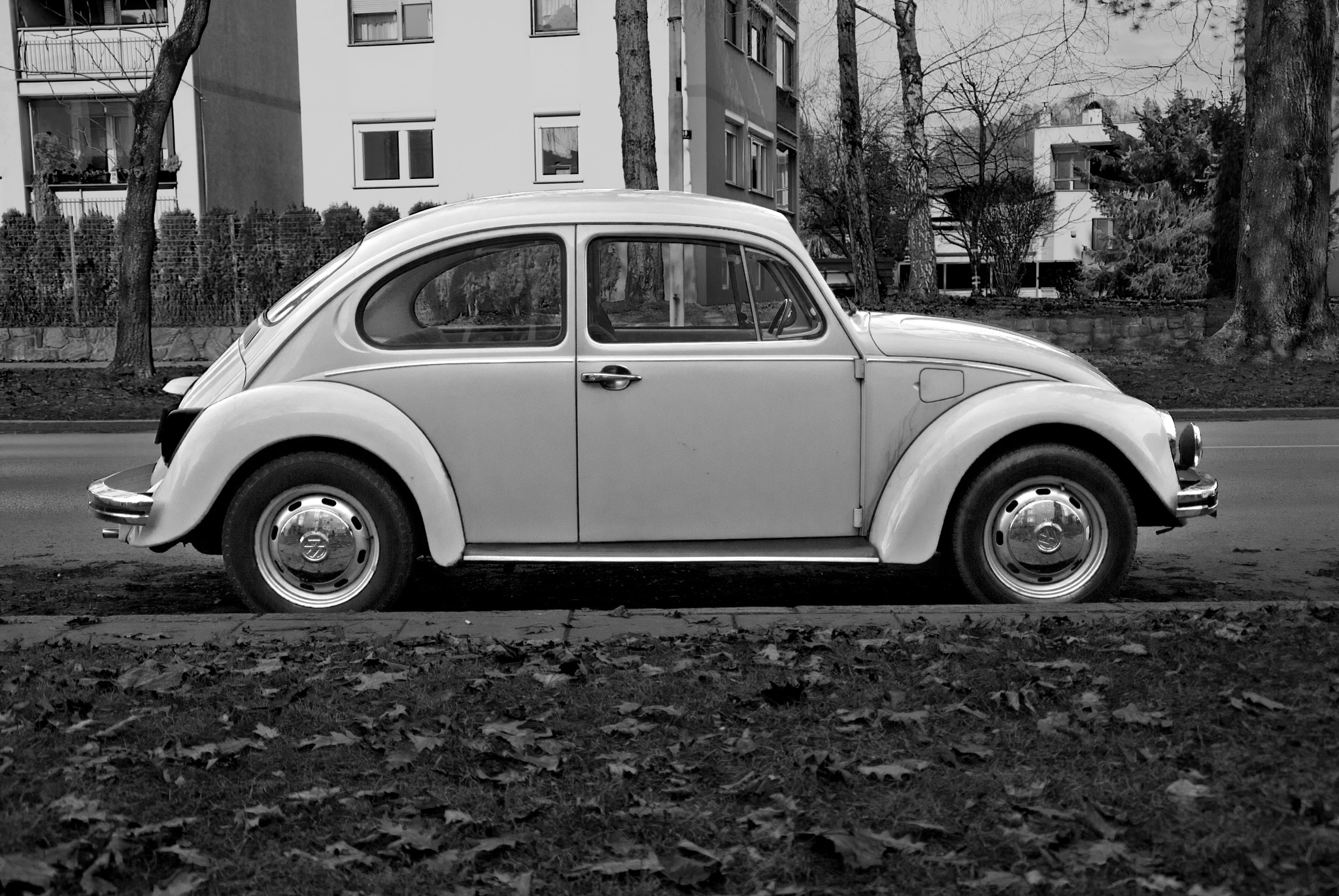 Nikon D200 sample photo. Beetle photography